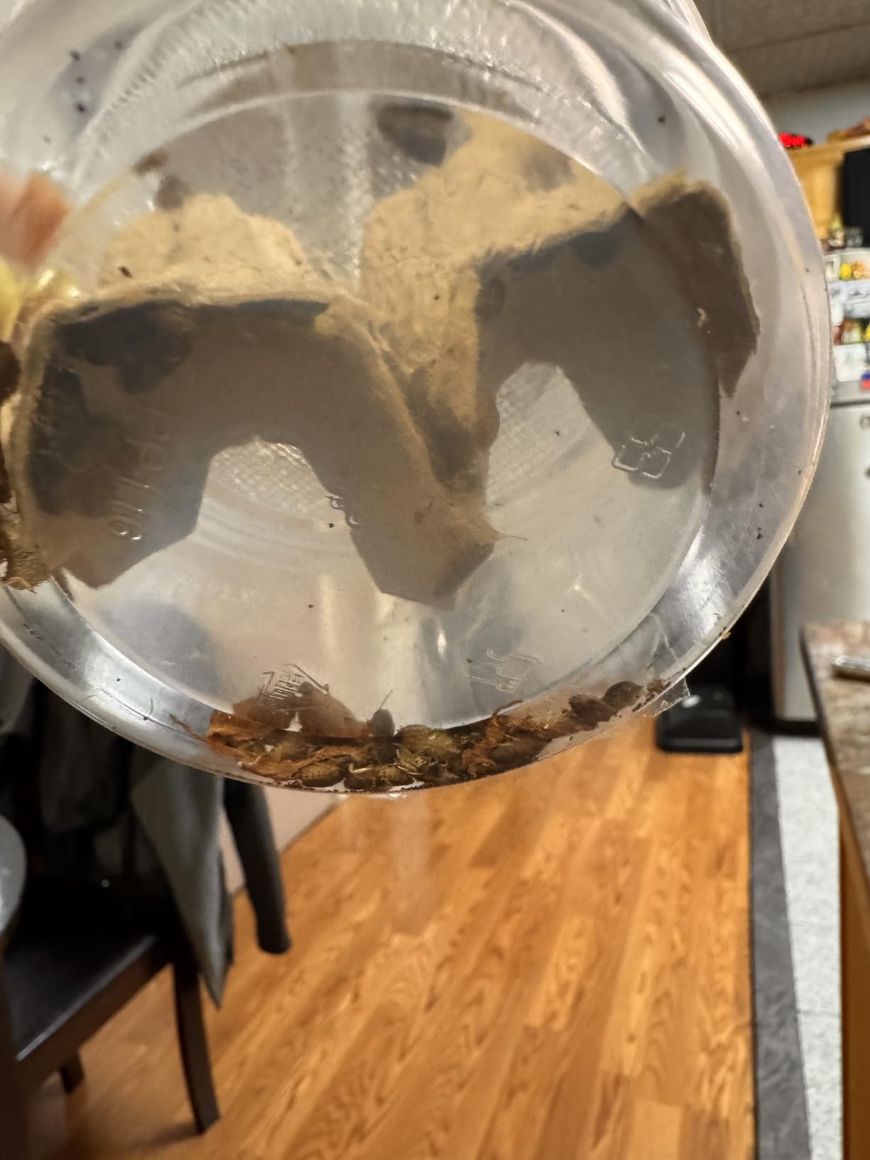 100 Extra Small Live Dubia Roaches in Container Live Reptile Food for Bearded Dragons Turtles Lizards Frogs & Toads Feeder Insects customer photo 1