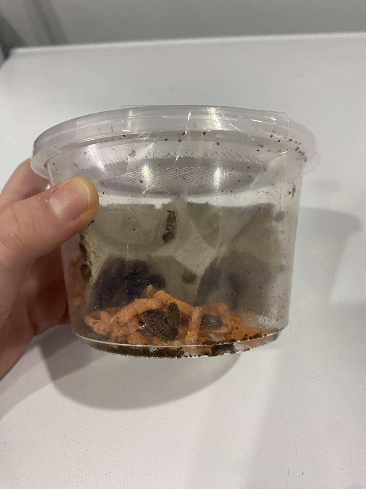 100 Extra Small Live Dubia Roaches in Container Live Reptile Food for Bearded Dragons Turtles Lizards Frogs & Toads Feeder Insects customer photo 2