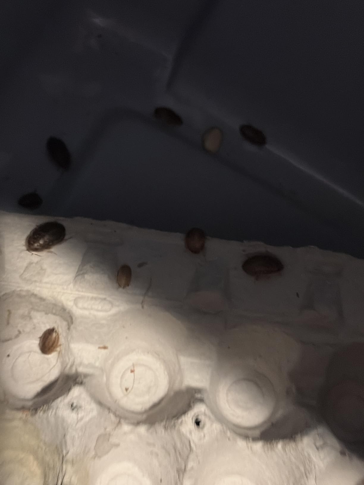 100 Medium Live Dubia Roaches in Container Live Reptile Food for Bearded Dragons Turtles Lizards Frogs & Toads Feeder Insects customer photo 1