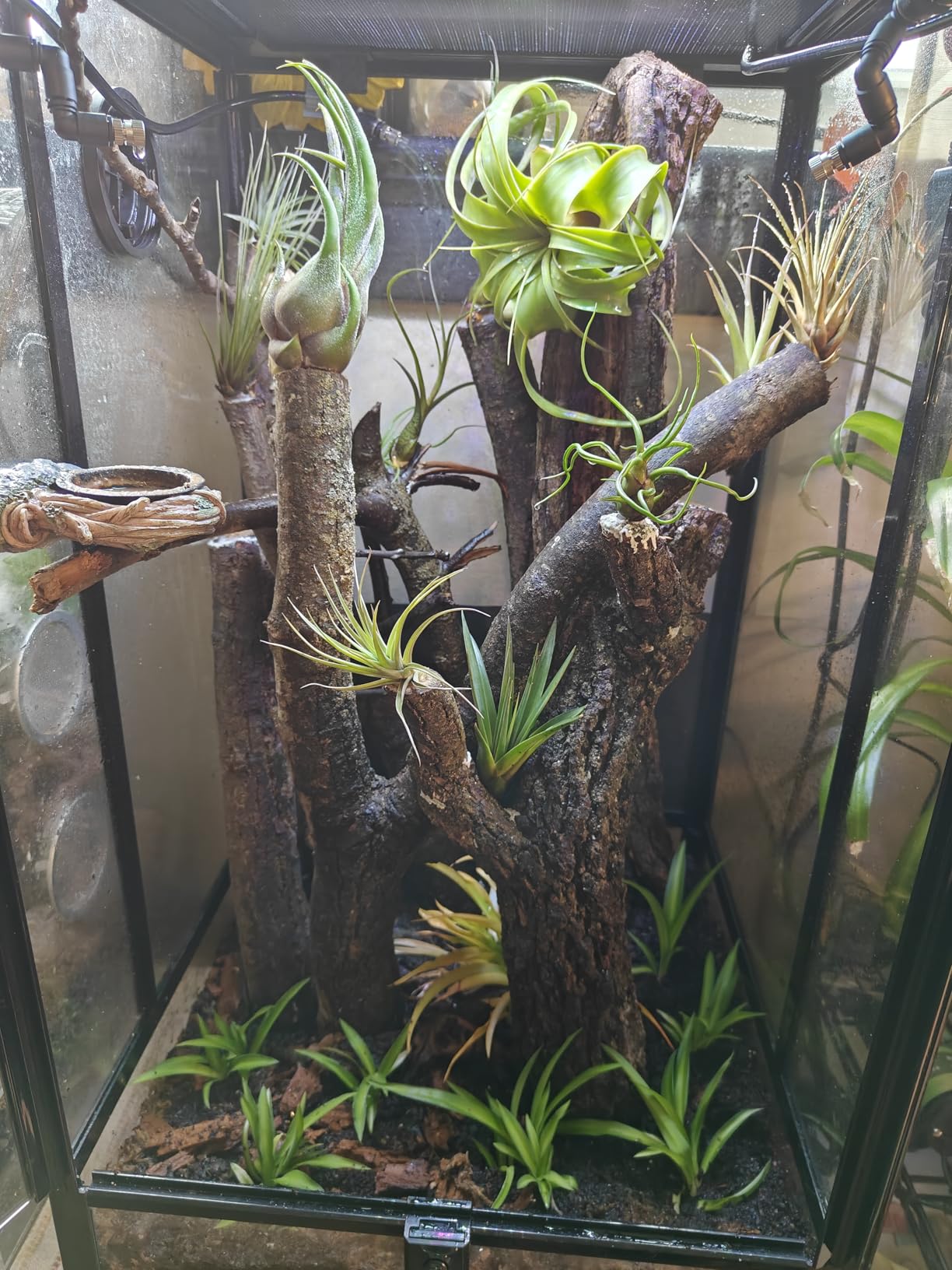 Reptile Misting System with Timer, 6 Adjustable-Joint Nozzles, Self-Priming Pump, Quiet Fine Mist for Chameleons, Geckos, Frogs & Terrariums customer photo 2