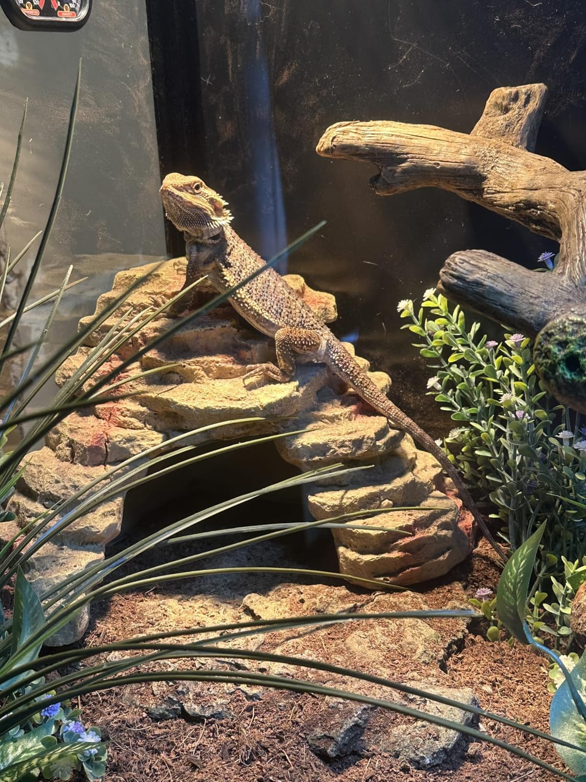 120 Gallon Reptile Tank for Bearded Dragon, Snake, Adult Reptile | Optimal Ventilation & Light Penetration by Rust Proof Mesh Top, Easy Assembly within 6 Steps with Clear Instruction customer photo 1