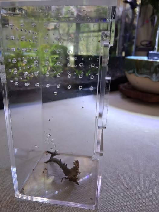 Front Opening Terrarium Jumping Spider Enclosure, Tall Arboreal Tarantula Enclosure Terrarium with Cross Ventilation, Waterproof Acrylic Reptile Enclosure customer photo 2