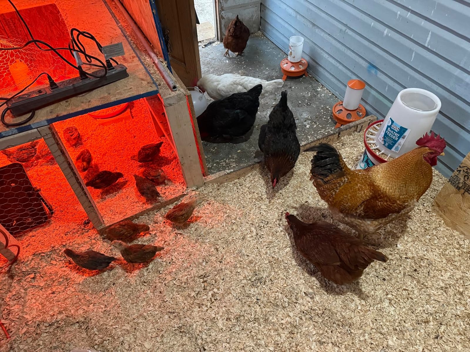 Roosty's Naturals Flock Armor Chicken De-wormer Chili Mix, 16oz | Daily Worm Defense • Boost Egg Quality • Feather & Vitality Boost • Gut Health Support • Made in USA customer photo 1