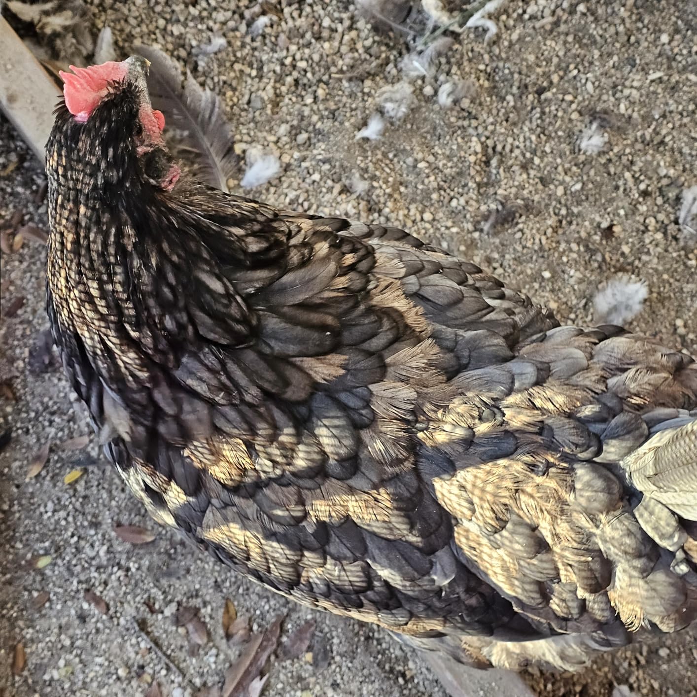 Roosty's Naturals Flock Armor Chicken De-wormer Chili Mix, 16oz | Daily Worm Defense • Boost Egg Quality • Feather & Vitality Boost • Gut Health Support • Made in USA customer photo 2