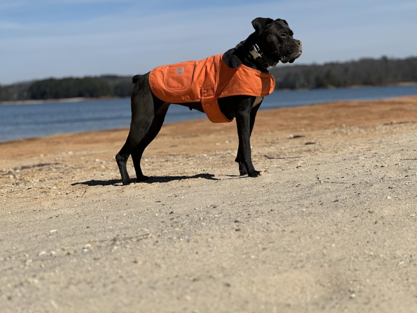 Carhartt Firm Duck Insulated Dog Chore Coat Carhartt Brown/Brass L customer photo 2