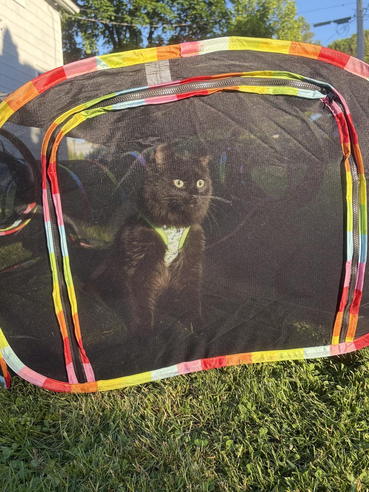 Outdoor Cat Enclosures, Cat Playground Portable Catio Mesh Tent, Outside Circle Playpen Tunnel for Kitty, Rabbit, Puppy and Small Animals customer photo 1