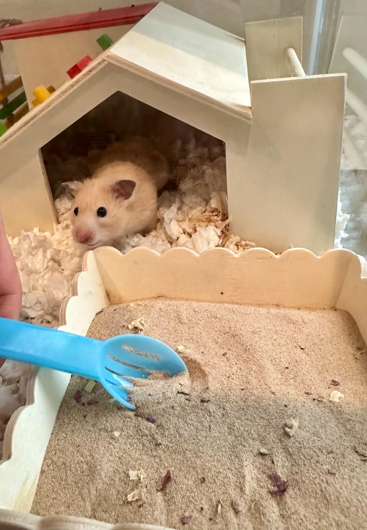 BUCATSTATE Hamster Sand, No-Dust 6.6LB Chinchilla Dust Bath with Pour Spout, 100% Natural Desert Bathing Sand for Syrian Hamster Gerbil Rat Mice Small Animals (Flower Smell) customer photo 1