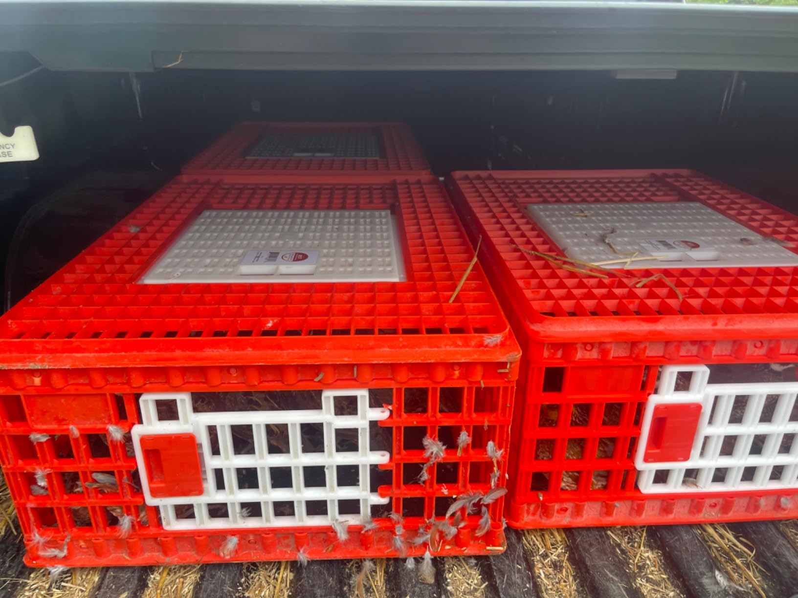 RentACoop Stackable Poultry Carrier Crate (Pack of 4) customer photo 1