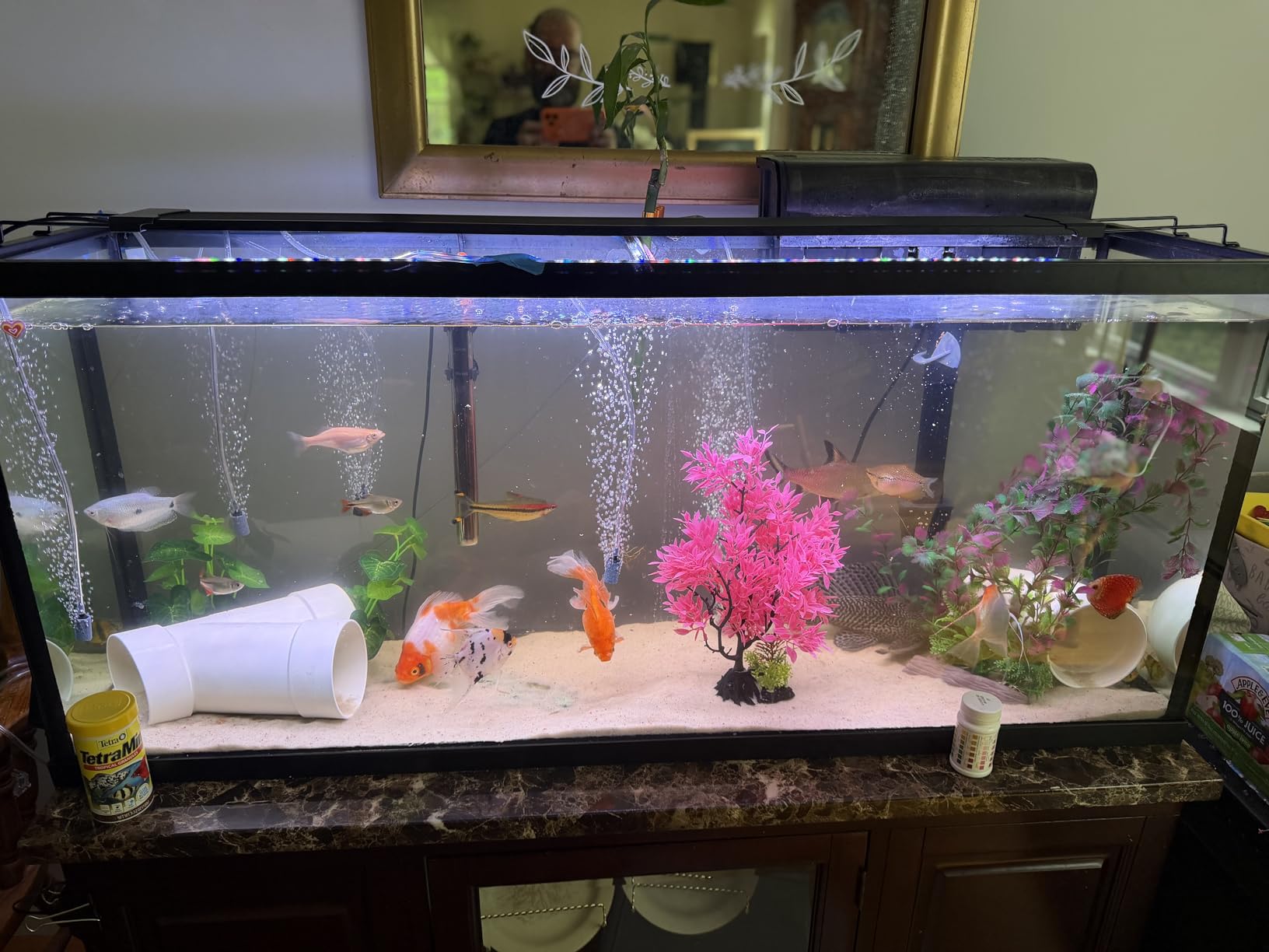 AQQA LED Aquarium Light, 24/7 & DIY Mode Full Spectrum Fish Tank Light customer photo 2