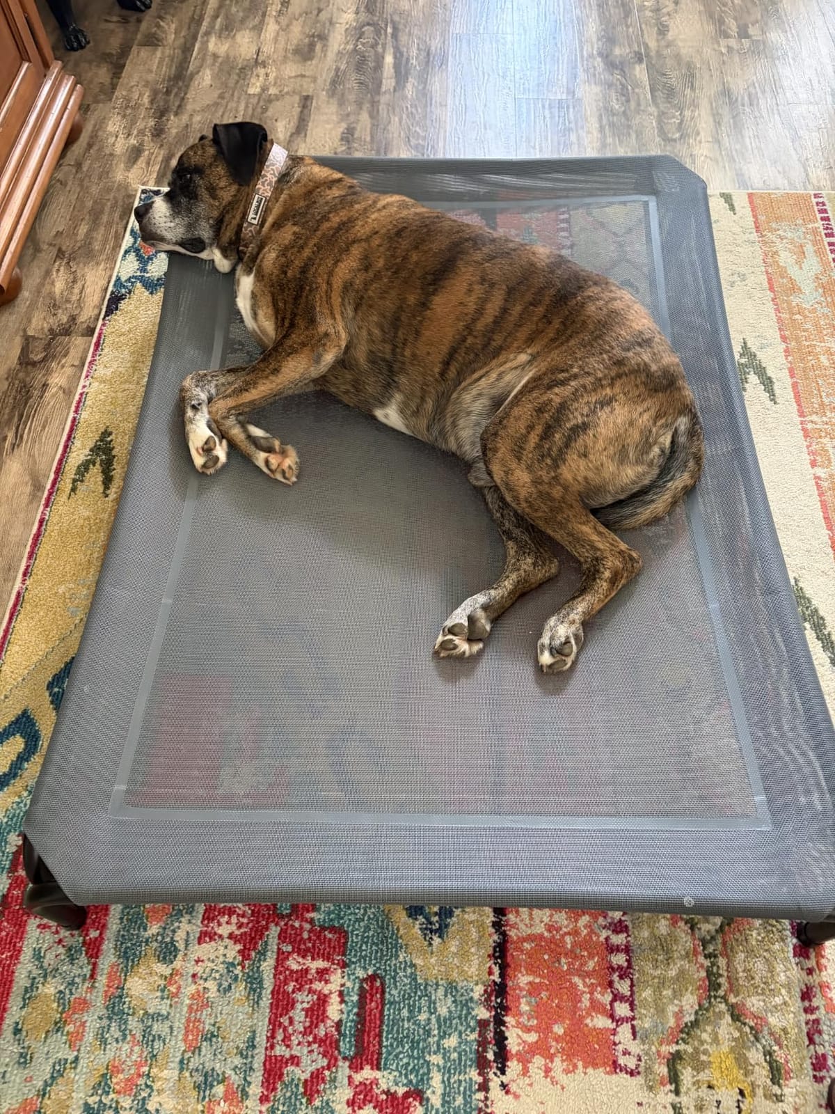 Czpalo Outdoor Elevated Dog Bed for Large Sized Dogs, No-Tool Assembly. | Raised design promotes airflow. Tool-free assembly, easy-to-clean mesh, portable, with anti-skid feet. Indoor/outdoor use. customer photo 1