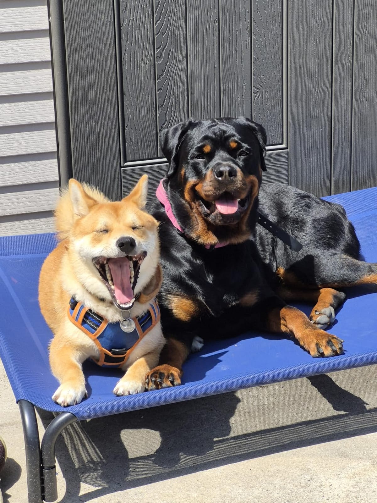 Czpalo Outdoor Elevated Dog Bed for Large Sized Dogs, No-Tool Assembly. | Raised design promotes airflow. Tool-free assembly, easy-to-clean mesh, portable, with anti-skid feet. Indoor/outdoor use. customer photo 2