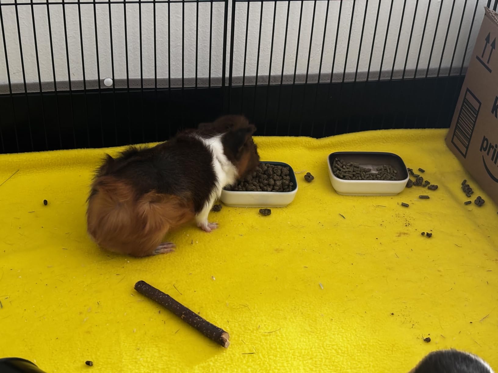 Ceramic Feeding Bowls for Small Animals, Ideal for Hamster, Guinea Pig, Hedgehog and Gerbil (Blue + Green + Brown) customer photo 2