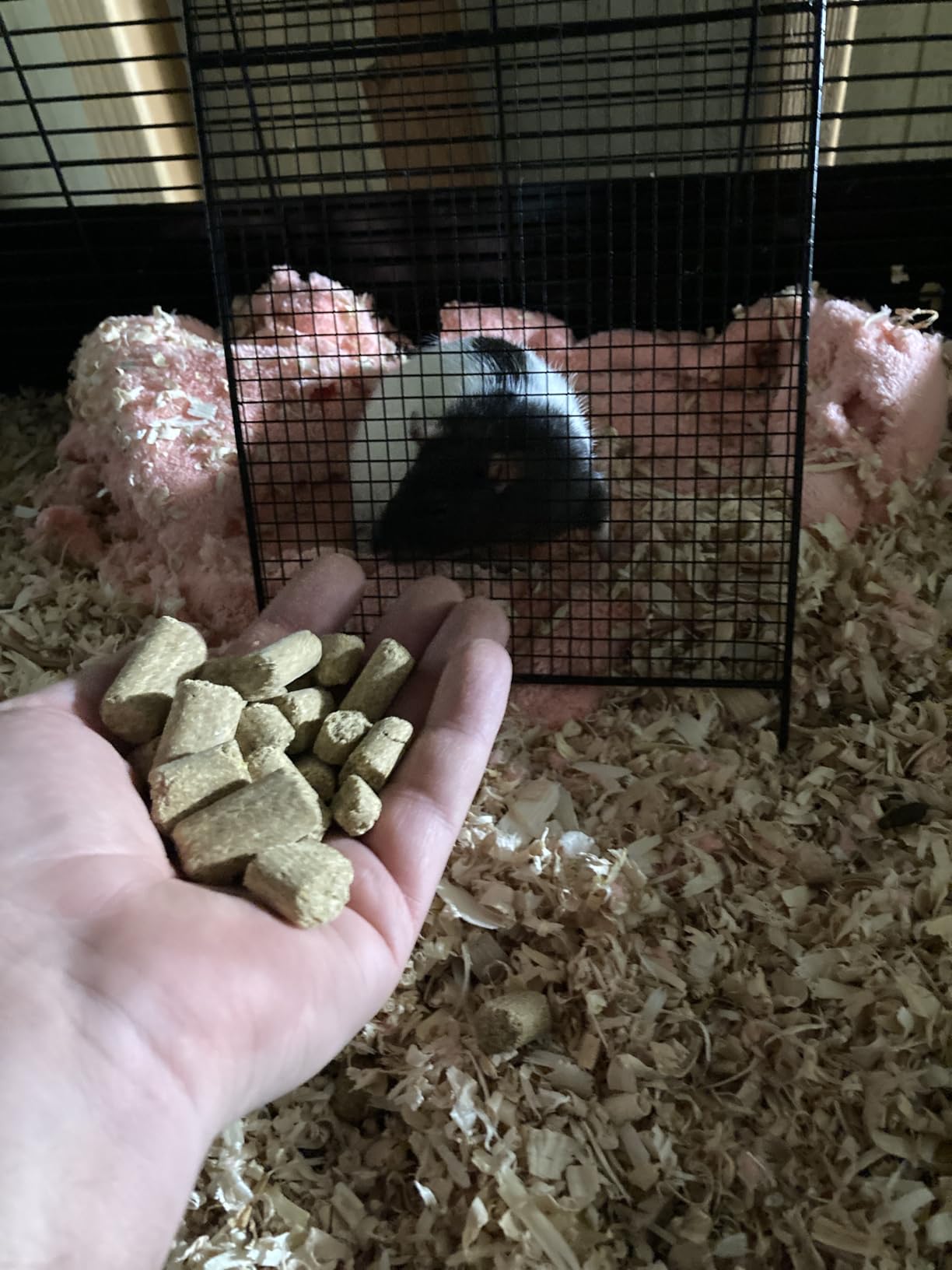 Mazuri Rodent Breeder 6F Diet | Rat Food and Mouse Food (40 LB) customer photo 1