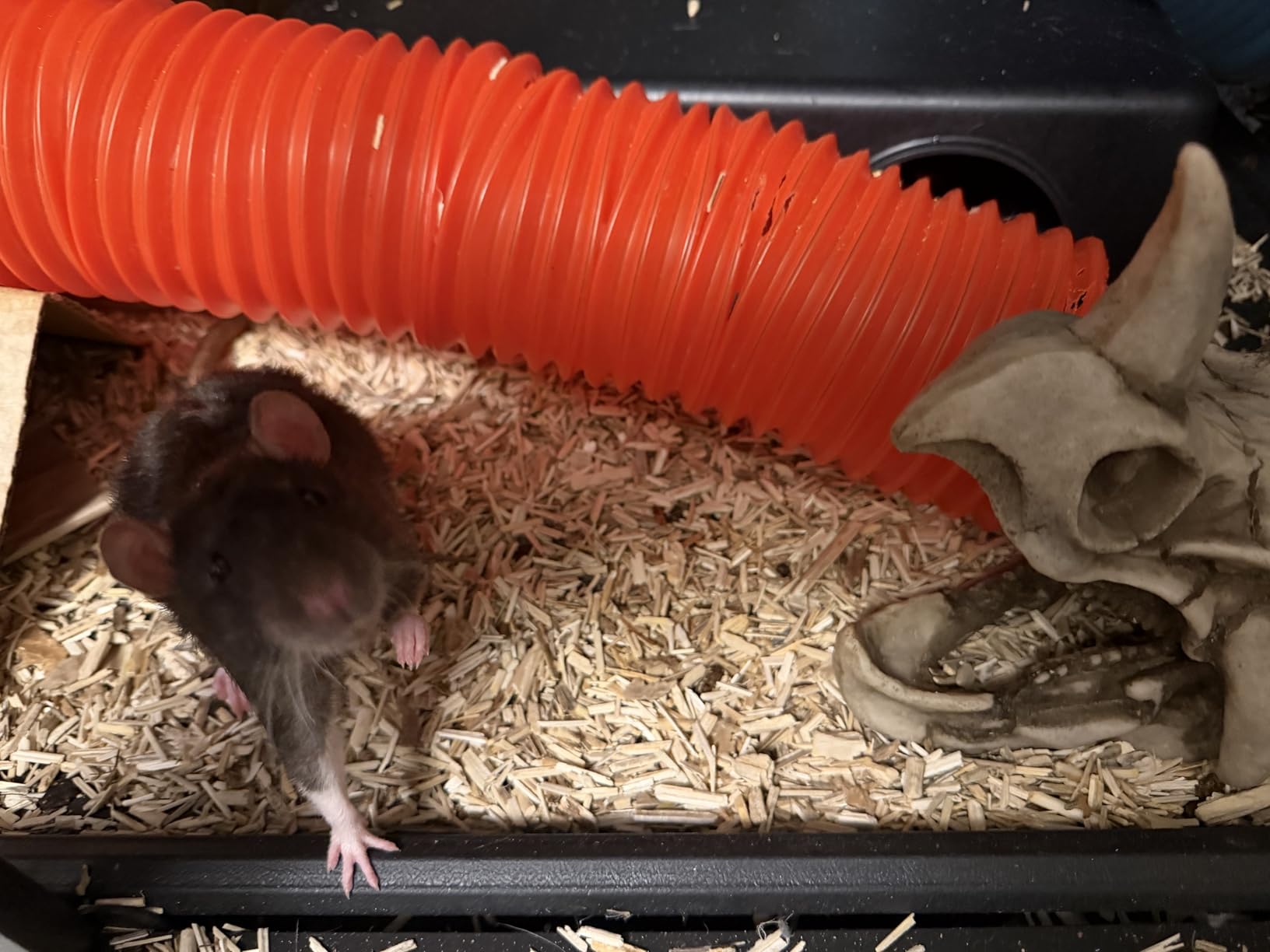 Mazuri Rodent Breeder 6F Diet | Rat Food and Mouse Food (40 LB) customer photo 2