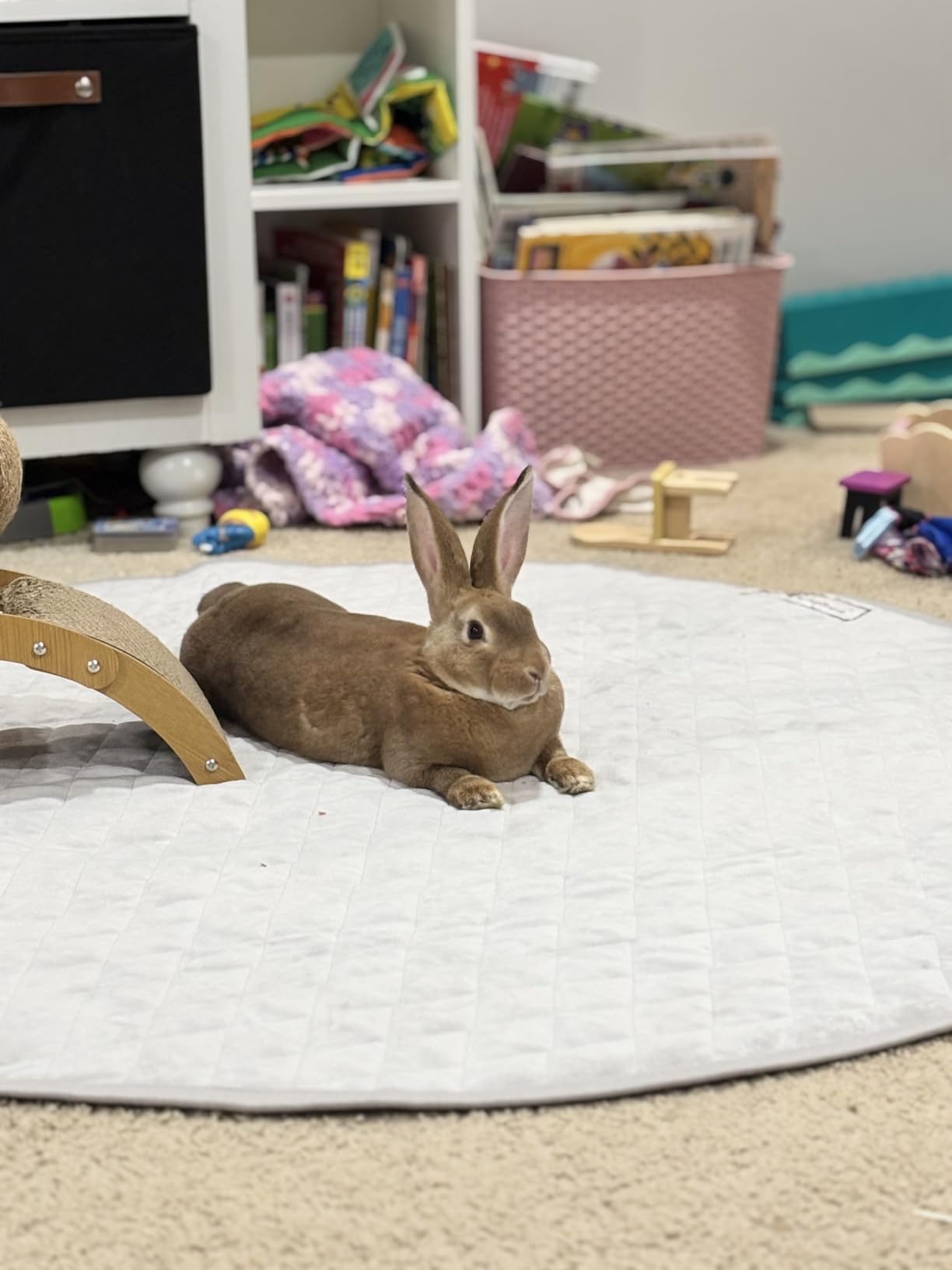 Paw Inspired 80x50 Inch Playpen Mat, Fleece Cage Liner, Dark Gray | Super Absorbent, Waterproof Non-Slip Bottom, Play Pen Pad for Dogs, Rabbits, Guinea Pigs, Hamsters, Small Animals, Pets customer photo 2