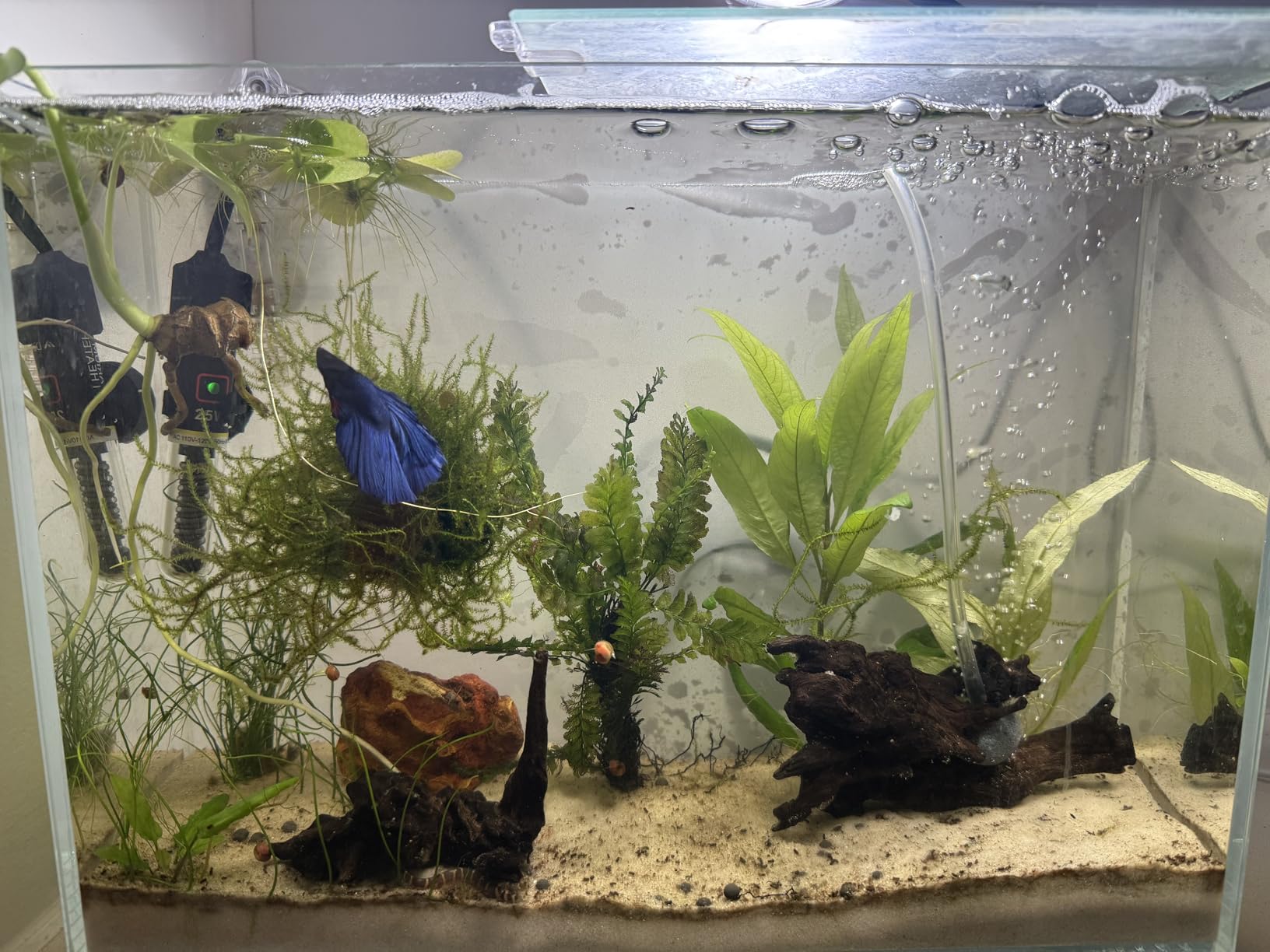 16 Gallon Rimless Aquarium, Ultra Clear Low Iron Cube Tank | 6mm low iron glass, 15.7 x 15.7 x 15.7 in cube design for aquascaping, planted tanks, betta fish and shrimp customer photo 2