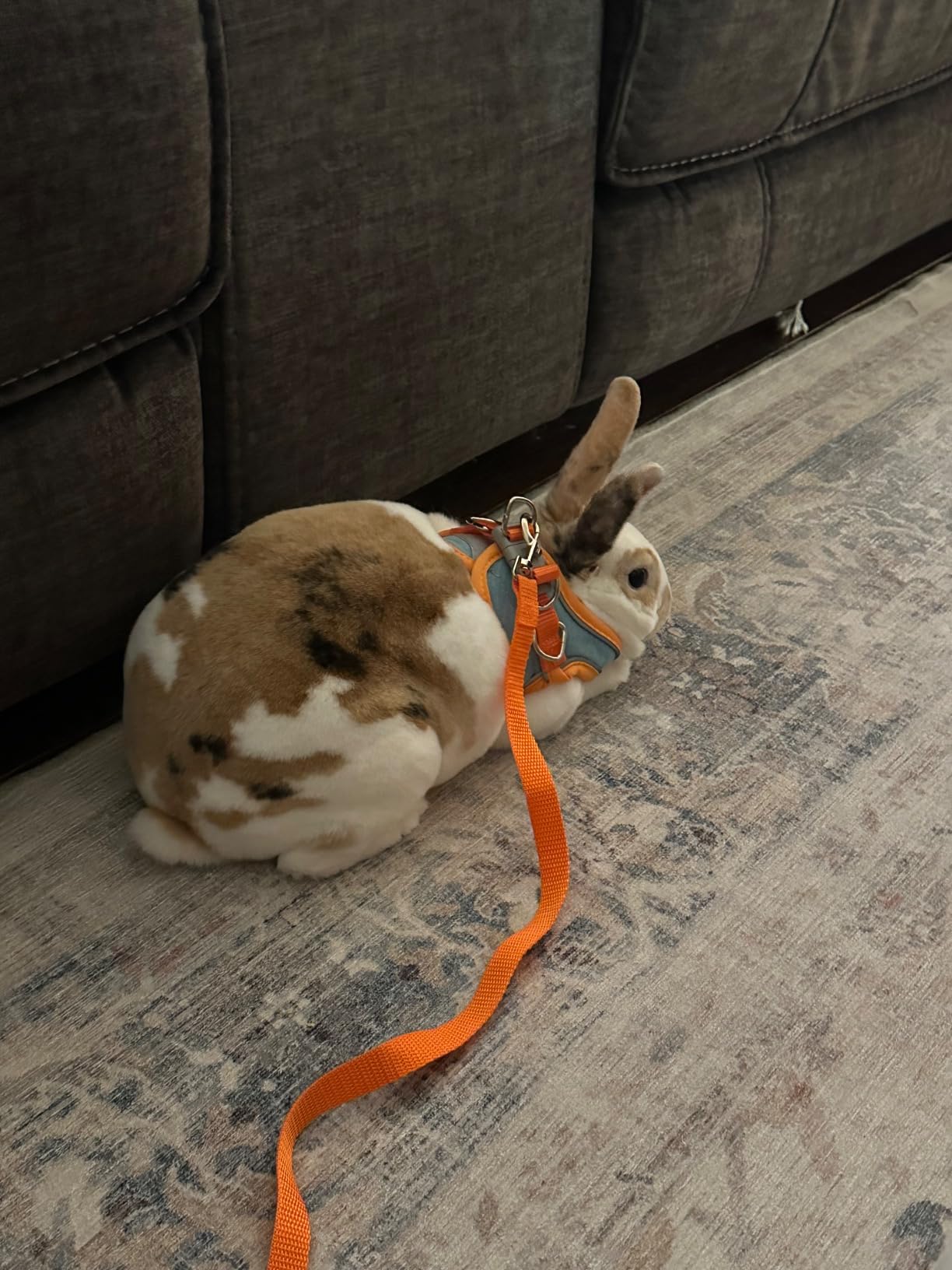 Adjustable Bunny Harness and Leash Set, Rabbit Vest Supplies | Triple Anti-escape Breathable with Reflective Strips for Small Animal Pets Walks customer photo 1