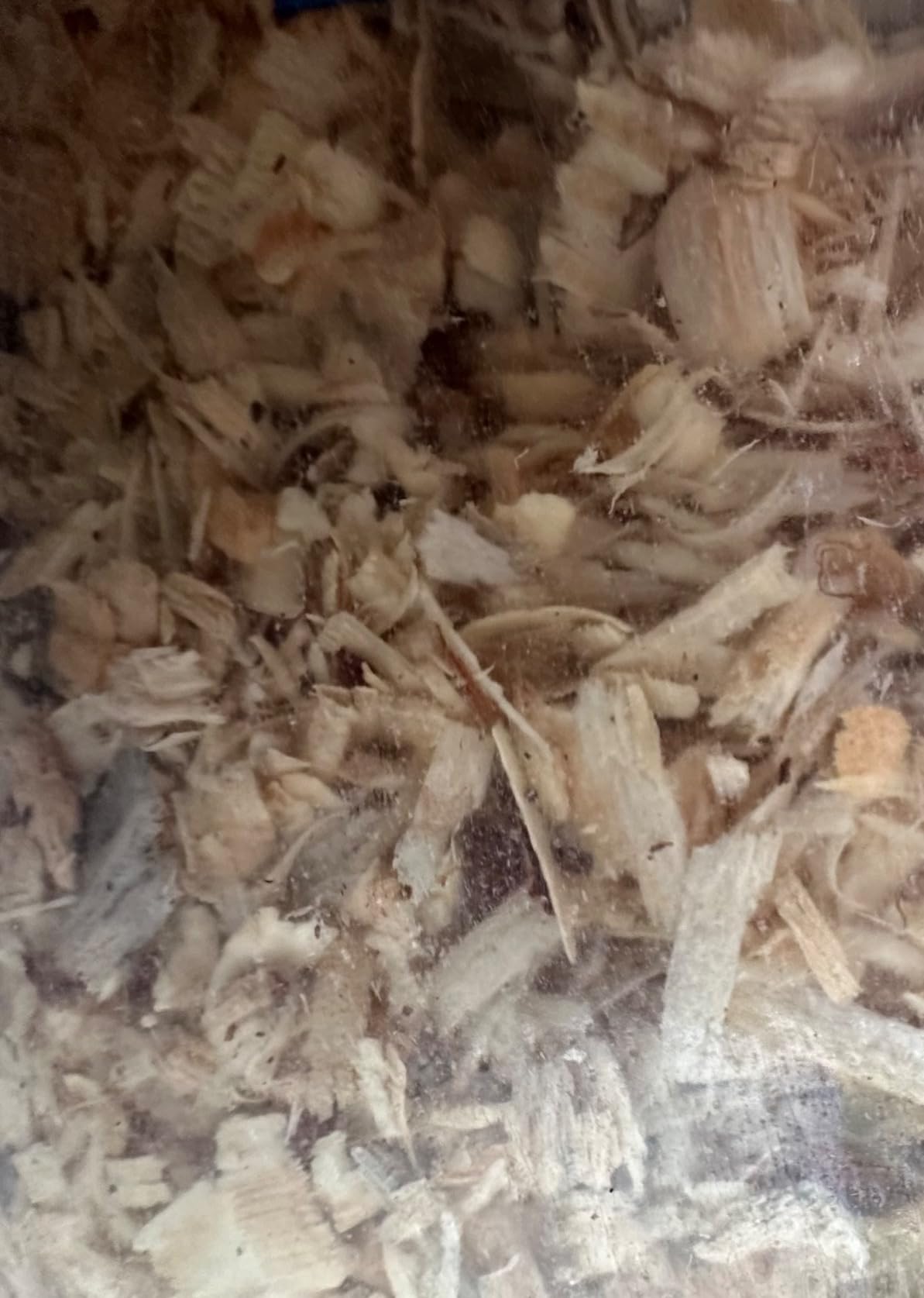 Small Pet Select Pine Shavings Chicken Bedding, Chicks, 2-Pack, 141 L | Absorbent Coop & Brooder Supplies, For Chickens & Baby Chicks, Low Dust Odor Control, 282 L Total, 2-Pack customer photo 2