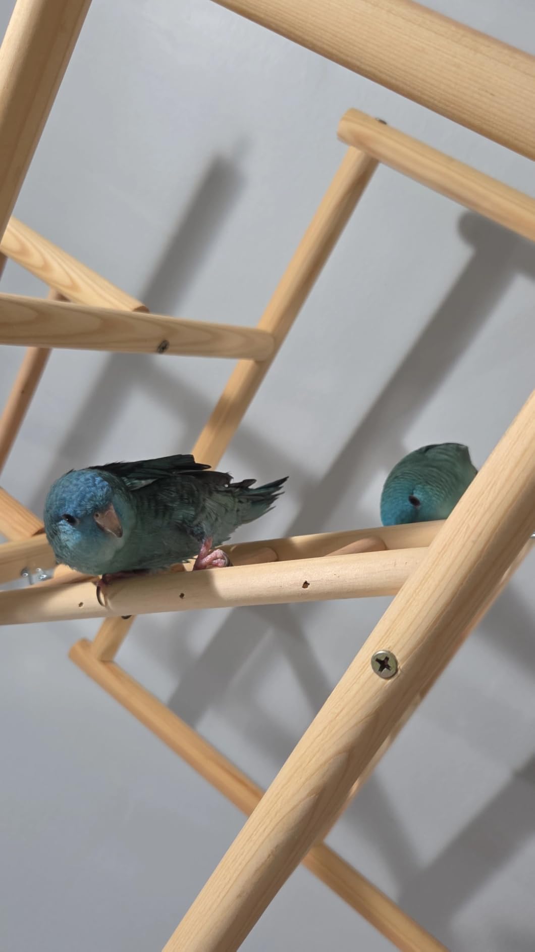 Bird Playground, Parrots Playstand for Small to Medium Birds, Perch Stand with 3 Ladders Playgym with Rope Perch, Swings Feeder Cups Bird Cage Accessories for Conure Cockatiel Lovebirds customer photo 1