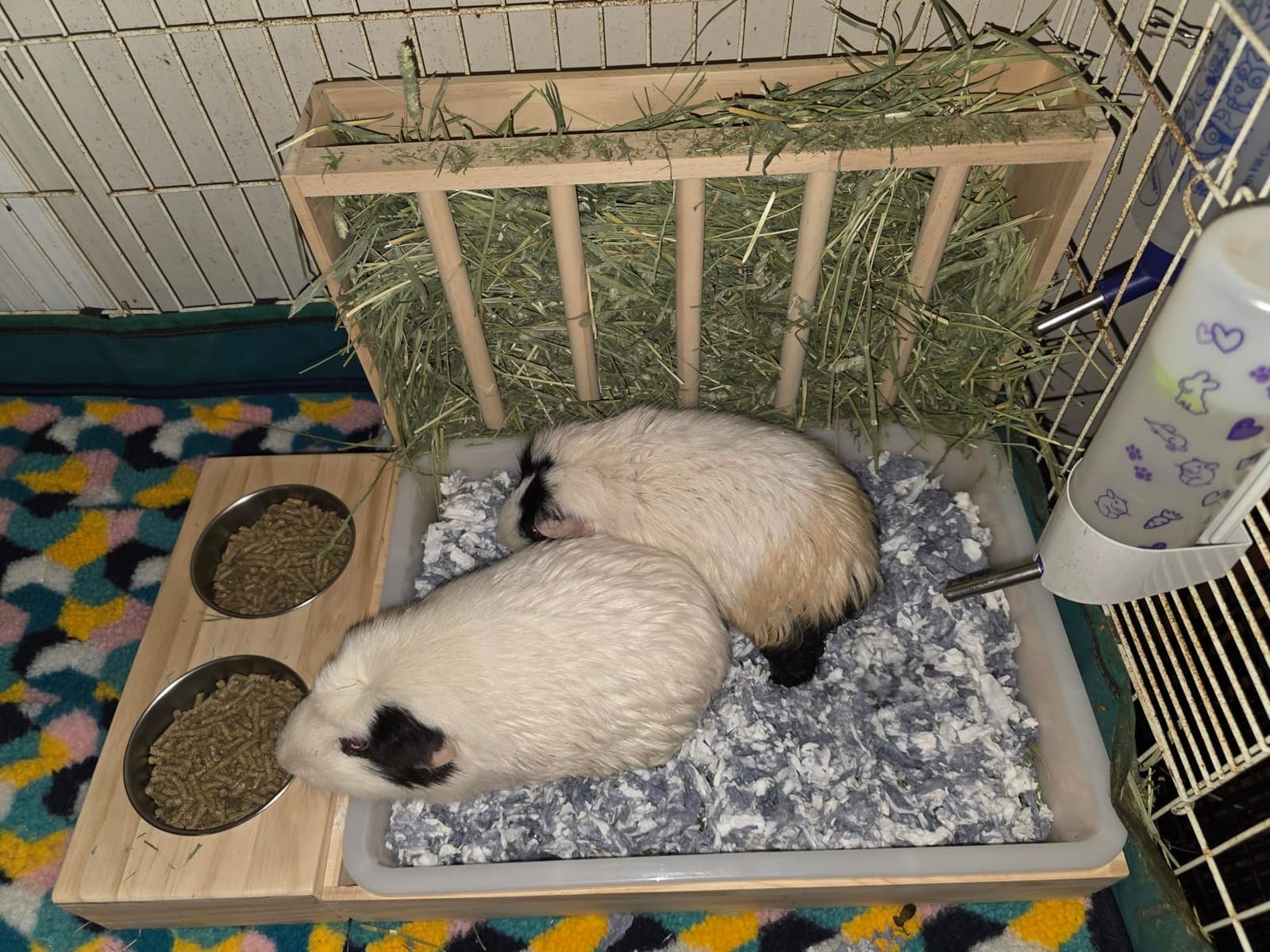 BESNEW 3 in 1 Rabbit Hay Feeder with Litter Box, Wooden Hay Feeder with 2 Bowls & Litter Box for Guinea Pig Chinchilla Bunny Other Small Animals, Large Capacity & Preventing Waste customer photo 1