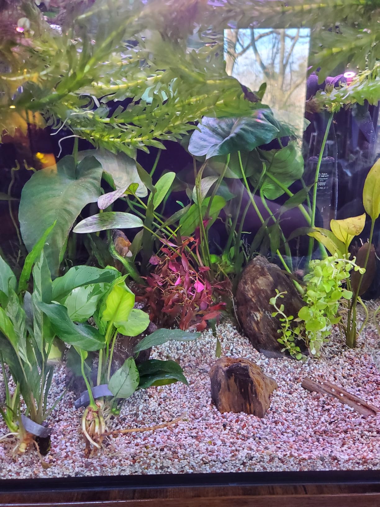Innovative Marine Starter Kit Aquariums (25 Gallon Lagoon) customer photo 1