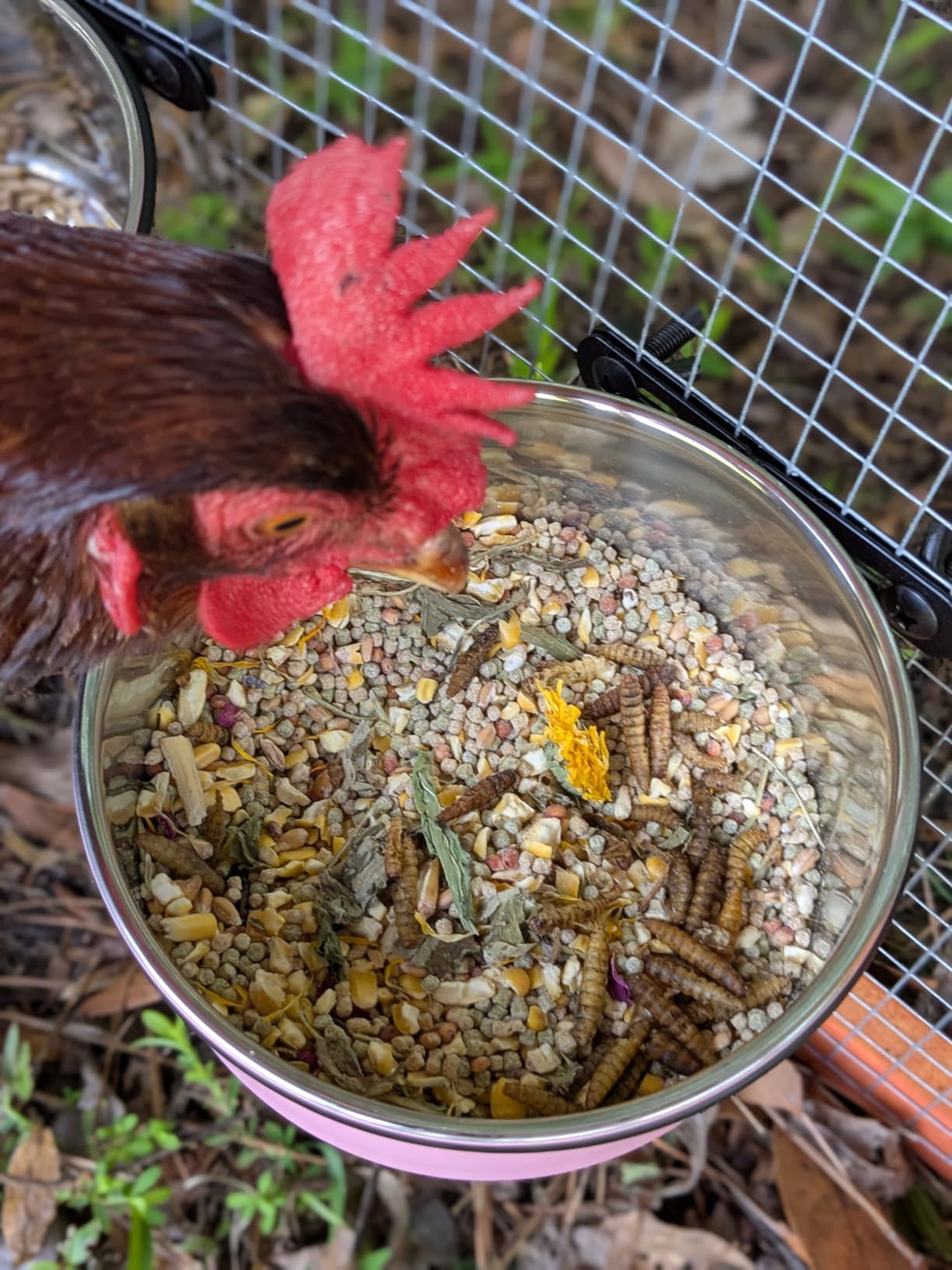 MAQIHAN 10oz Chicken Nesting Herbs - Dried Herbs Supplement for Laying Hens customer photo 2