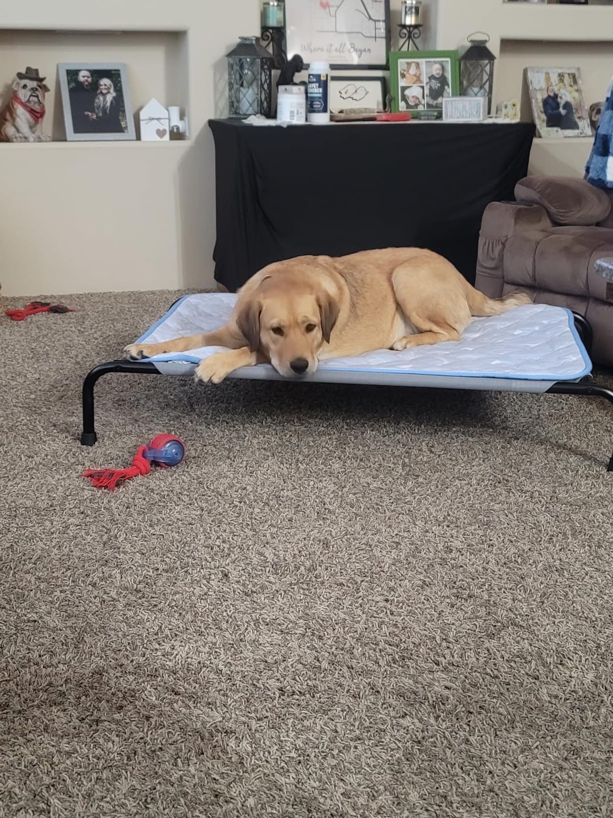 Simple Trending Raised Dog Bed for Large Dogs, Waterproof XL Dog Cot, Grey | Outdoor Cooling Elevated Pet Bed Load 200lb, 47.75
