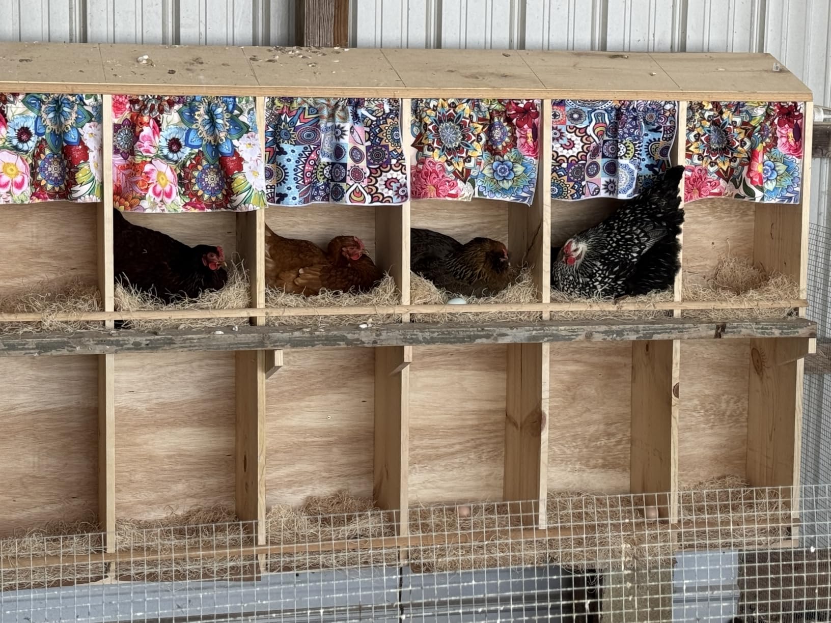 Chicken Nesting Pads for Chicken Coop Accessories - 12 Pack - USA Aspen - Professional Grade Excelsior Bedding - Easy Clean Up - Absorbs Moisture 100% Natural, Liners for Laying Hens - Fits 12x12 Box customer photo 1