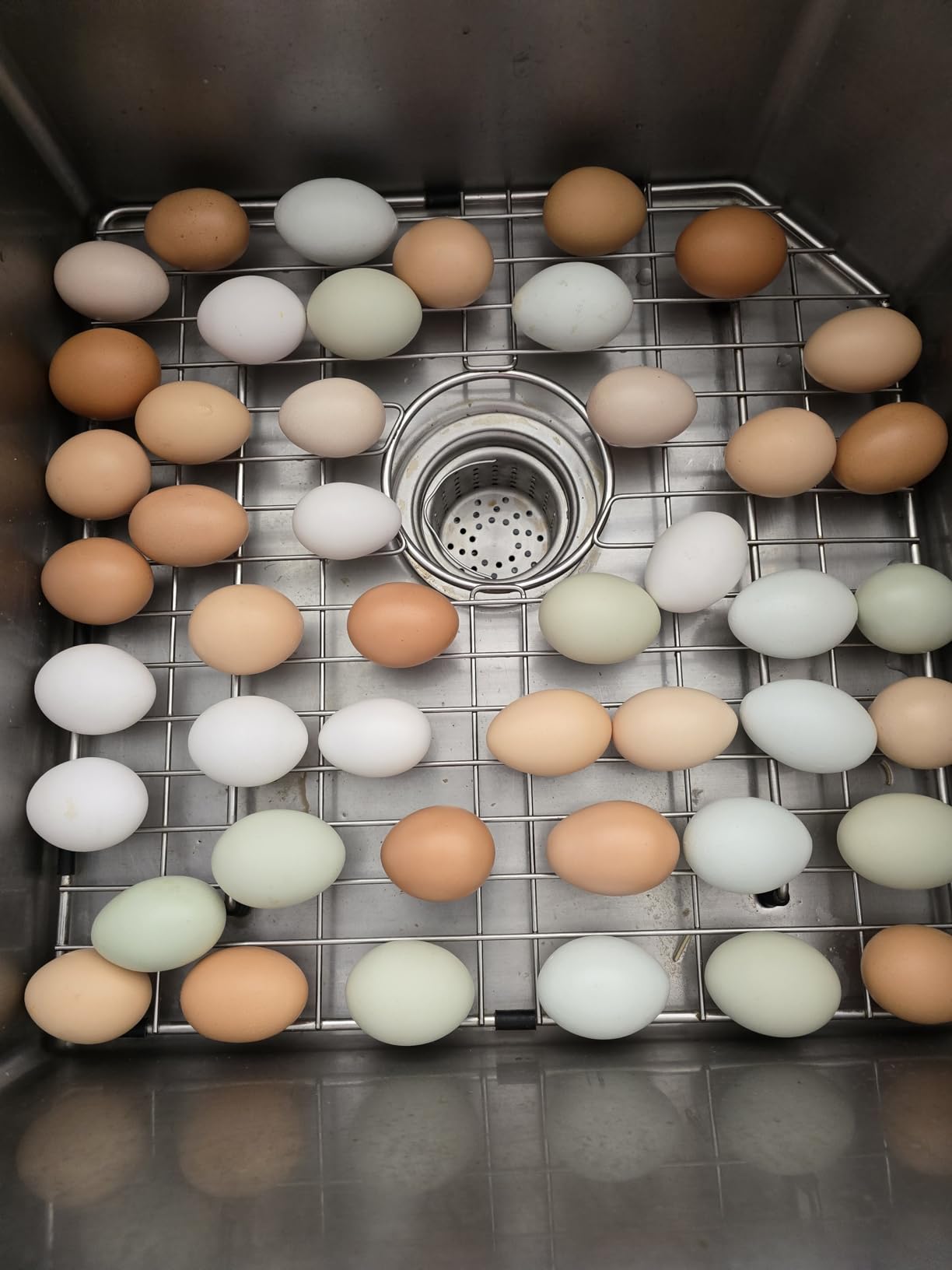 Chicken Nesting Pads for Chicken Coop Accessories - 12 Pack - USA Aspen - Professional Grade Excelsior Bedding - Easy Clean Up - Absorbs Moisture 100% Natural, Liners for Laying Hens - Fits 12x12 Box customer photo 2
