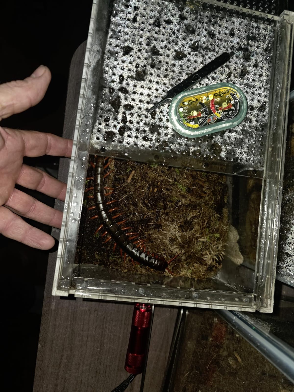 Reptile PC Tank,Escape Proof Magnetic Lid Tarantula Enclosure Small | Easy Clean Seamless Base Hermit Crab Habitat,Stackable Isopod Terrarium,Cross Ventilation Spider Starter Cage,Frog Container customer photo 1
