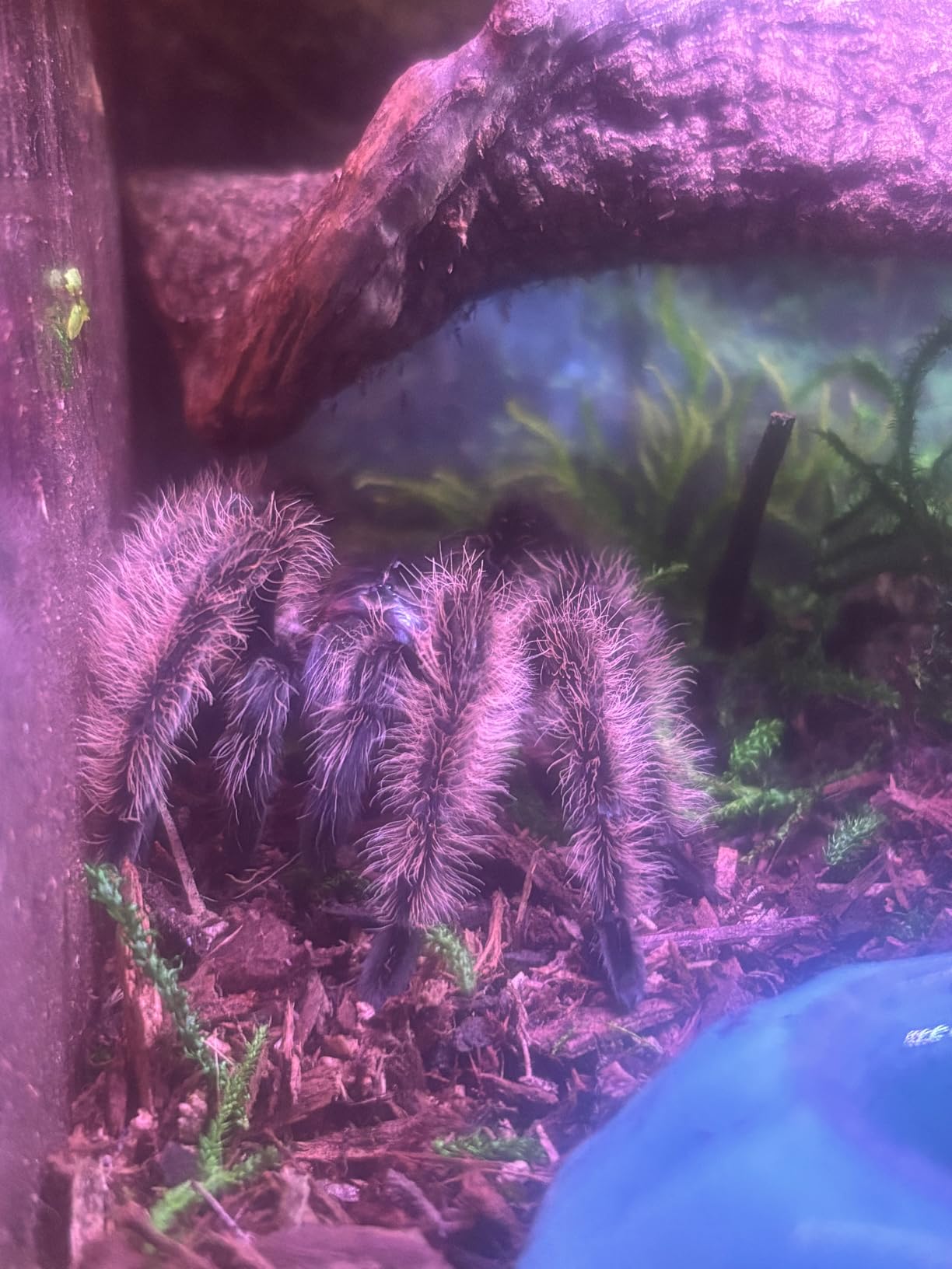 Reptile PC Tank,Escape Proof Magnetic Lid Tarantula Enclosure Small | Easy Clean Seamless Base Hermit Crab Habitat,Stackable Isopod Terrarium,Cross Ventilation Spider Starter Cage,Frog Container customer photo 2