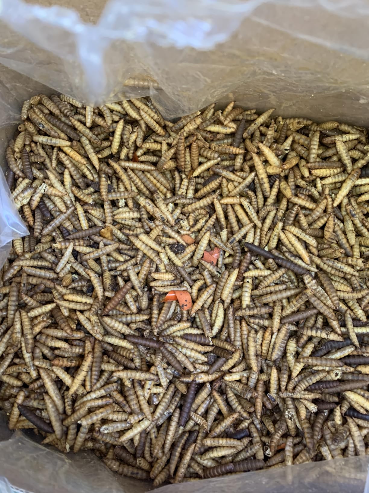 5LB Non-GMO Dried Black Soldier Fly Larvae for Chickens - 85X More Calcium Grubs Than Mealworms for Strong Eggshells & Healthy Growth - High Protein for Chickens, Birds, Ducks, Geese & Pets customer photo 2