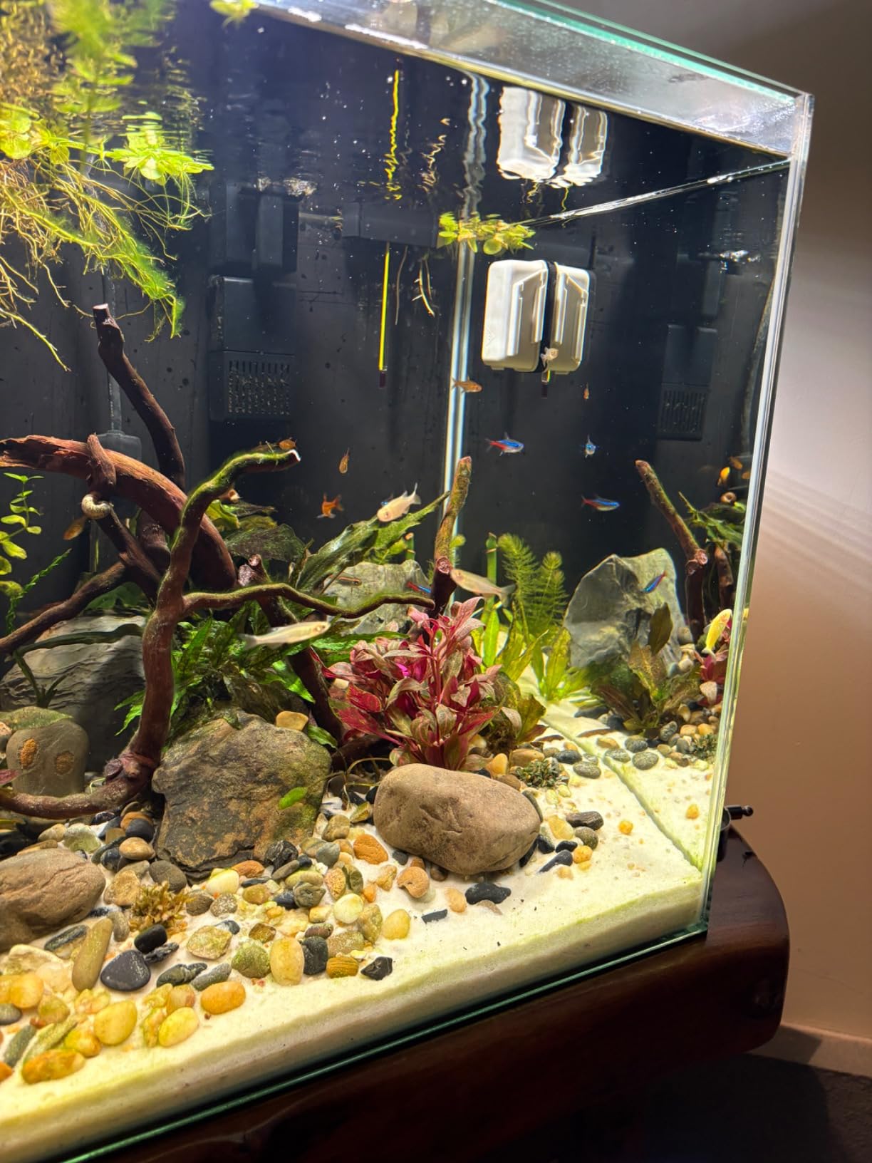 Sicce Shark Pro Nano 250 Internal 65 GPH Aquarium Power Filter up to 13 Gallon Aquariums | Quiet Spray Bar Mini Fish Turtle Pond Tank customer photo 1