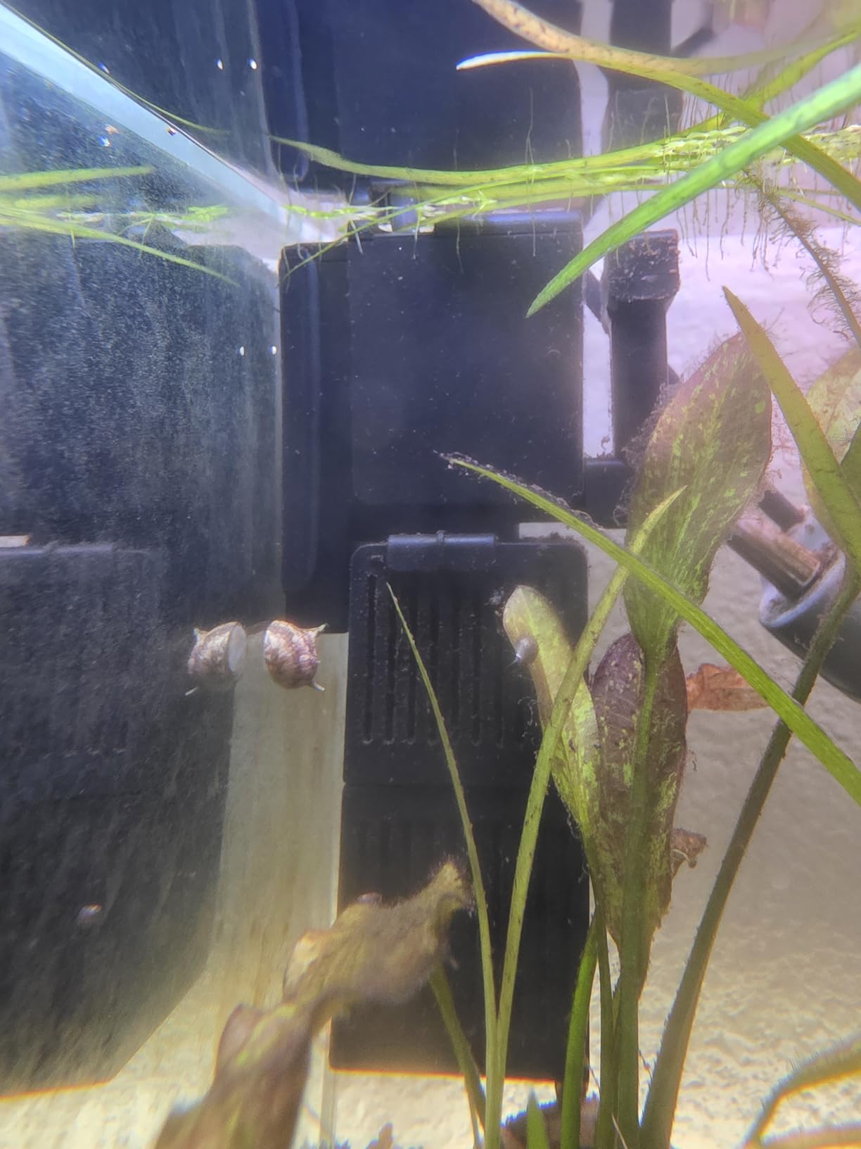 Sicce Shark Pro Nano 250 Internal 65 GPH Aquarium Power Filter up to 13 Gallon Aquariums | Quiet Spray Bar Mini Fish Turtle Pond Tank customer photo 2