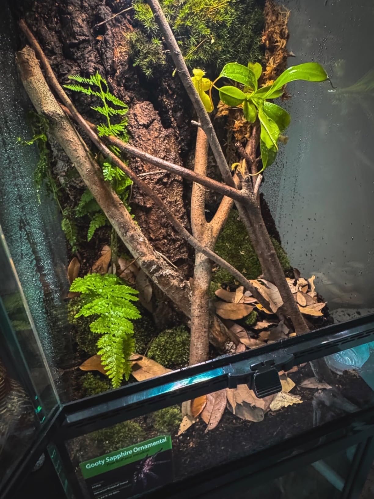 11 Gallon Reptile Glass Tank Vertical Terrarium 12