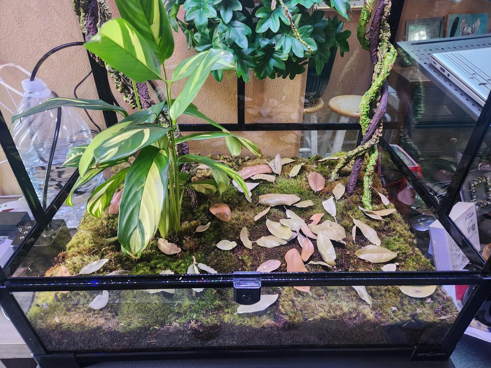 Texas Live Oak Leaf Litter for Reptiles, Bioactive Substrate, Leaf Litter for Isopods, Natural Habitat Enrichment, Terrariums and Vivariums, (1 Gallon) customer photo 1