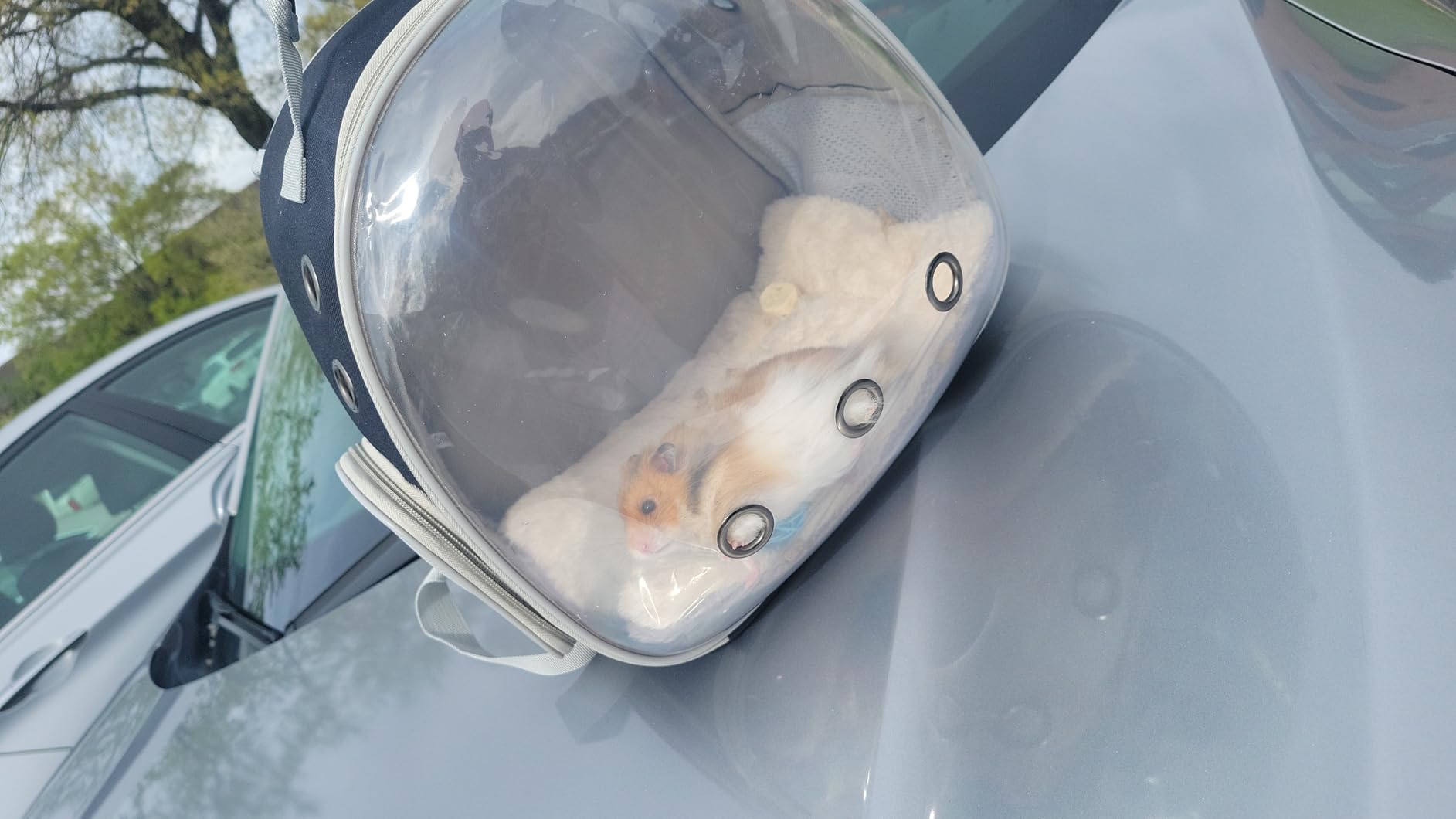 Portable Small Animal Backpack Travel Breathable Pet Carrier Bag Cages for Guinea Pig, Rabbit, Bearded Dragon, Squirrel, Tortoise, Bird, Lizard, Sugar Glider customer photo 1