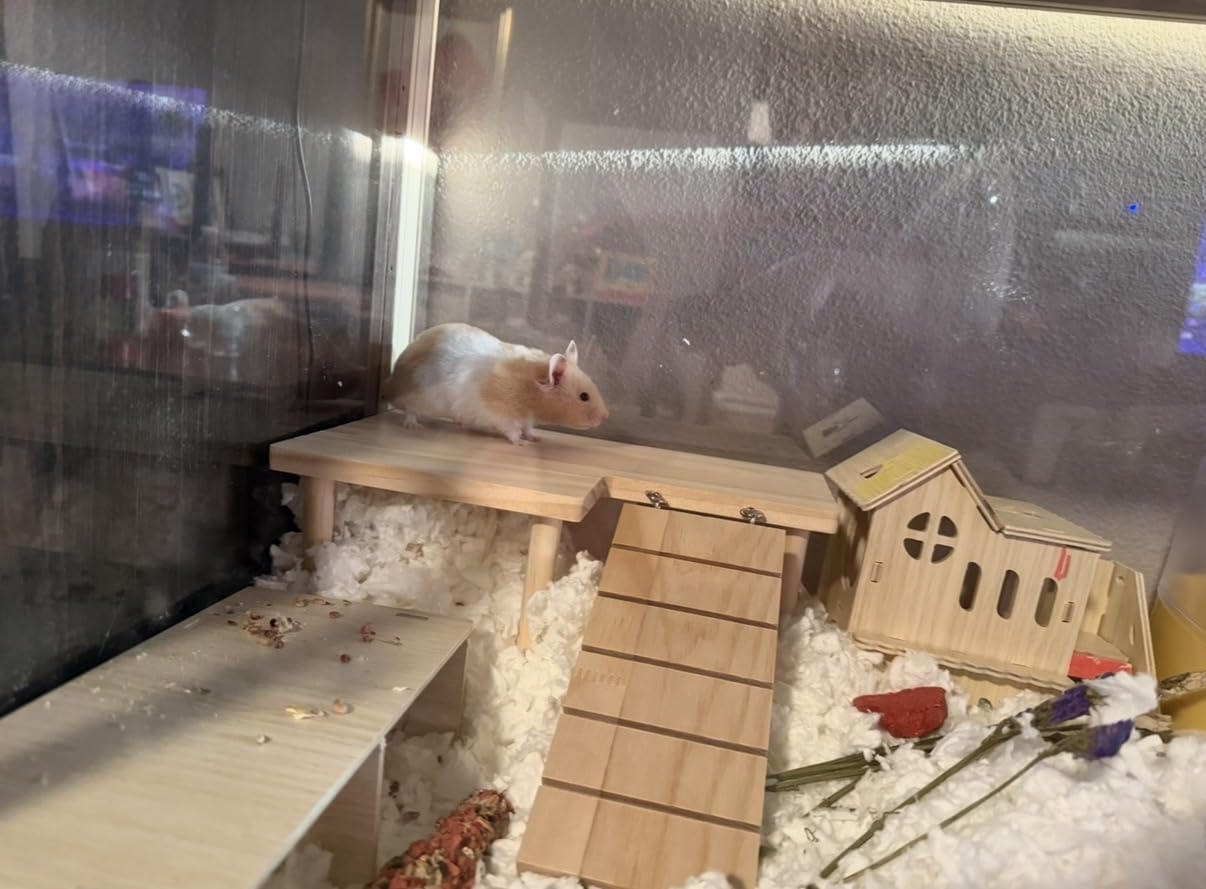 Wooden Hamster Platform for Hamster Cage Accessories Climbing Toys Dwarf Syrian Hamster Gerbil Rat Mice Degus or Other Small Pets (Rectangle) customer photo 1