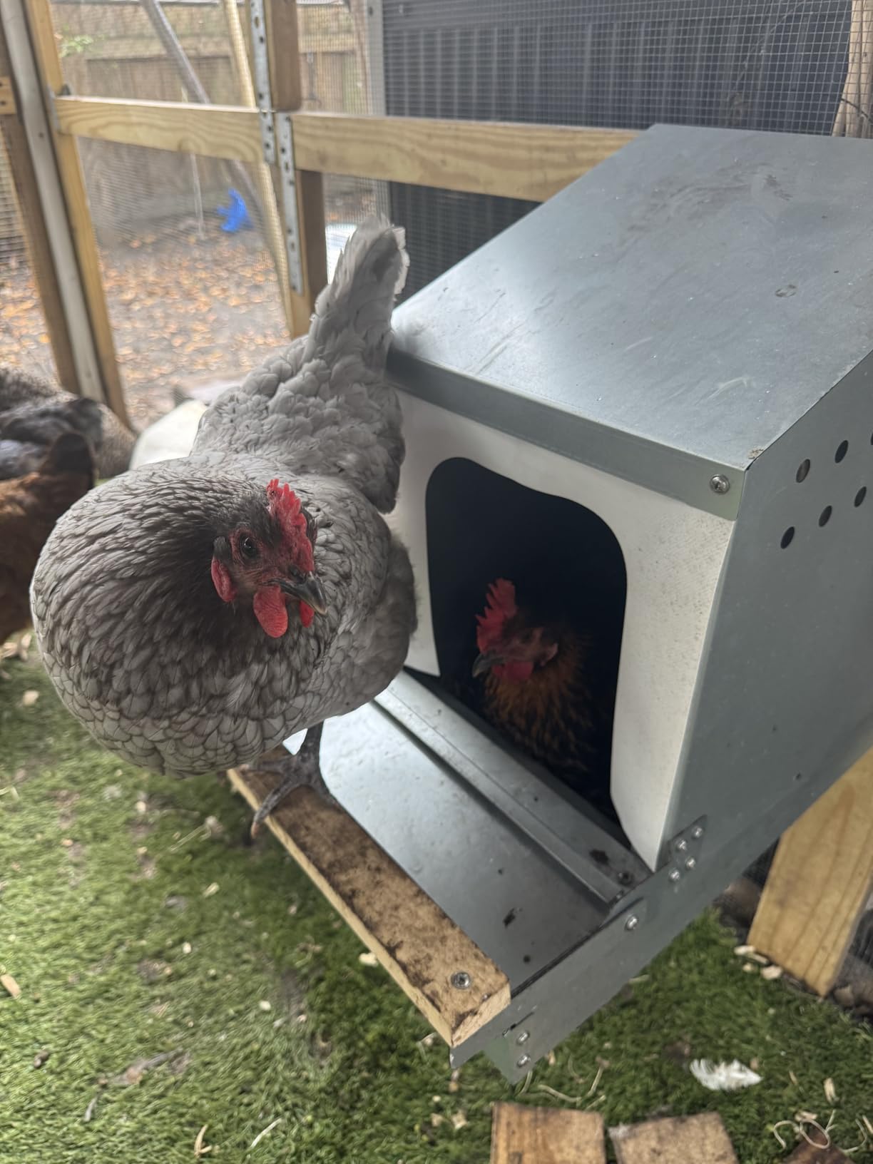 Hen's Choice™ - Reversible Roll Out Nest Box for Chickens | Roll Away Nest Box | 2 Compartment 21