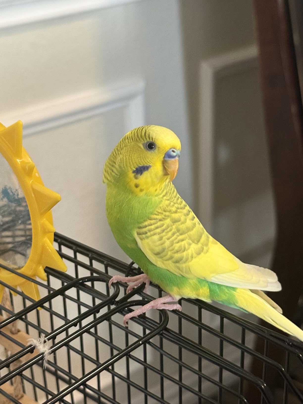 VEVOR 41-inch Open Top Large Parrot Bird Cage, Hanging Bird Cage for Parakeets Finches Canaries Lovebirds Cockatiels Budgies Small Quaker Conures Travel Pet Flight Birdcage with Swing and Perch customer photo 2