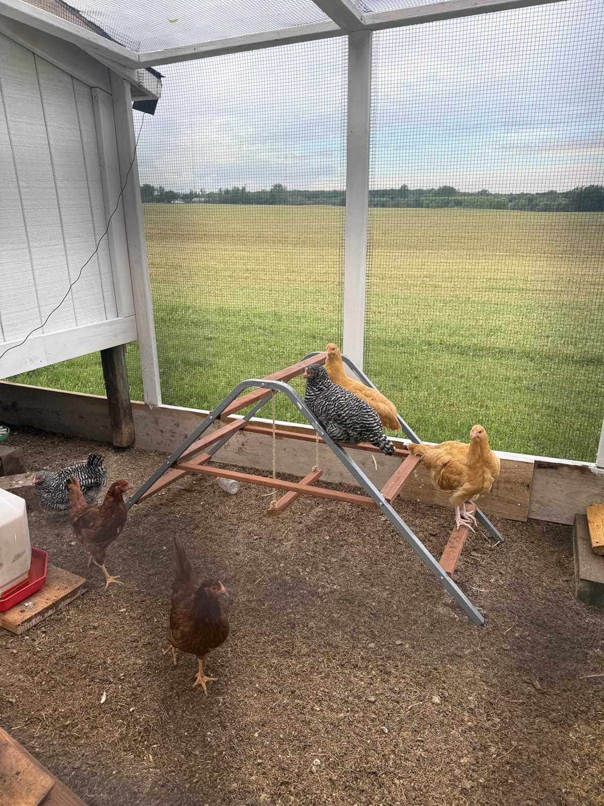 PETSFIT Chicken Perch, Solid Wood & Rustproof Iron Roosting Bar with Swing | Fits 10-12 Chickens, Promotes Natural Exercise, Easy to Assemble and Clean, Backyard Coops and Farms, All-Weather Outdoor Use customer photo 2