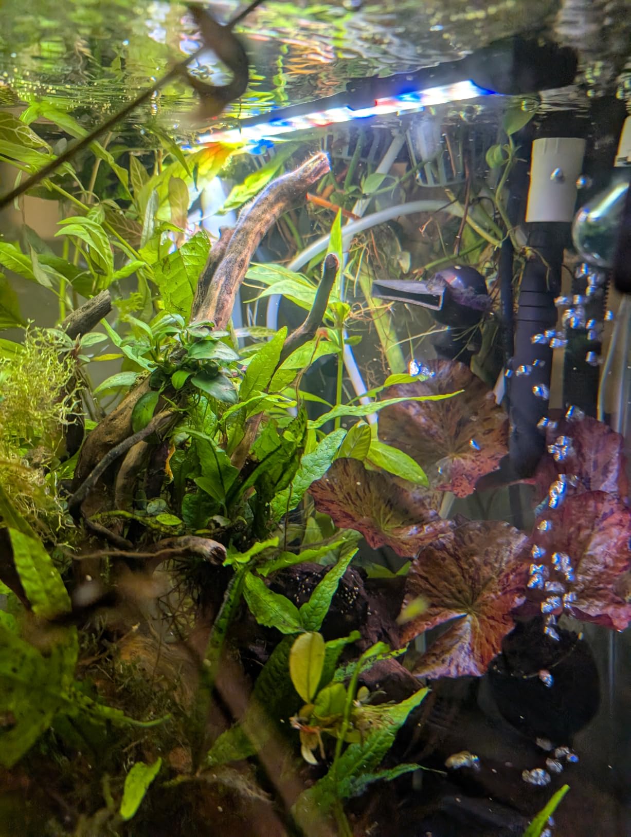 THE 2HR AQUARIST APT Fix for Planted Aquarium (600ml) customer photo 1