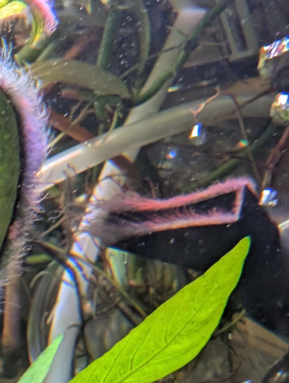 THE 2HR AQUARIST APT Fix for Planted Aquarium (600ml) customer photo 2