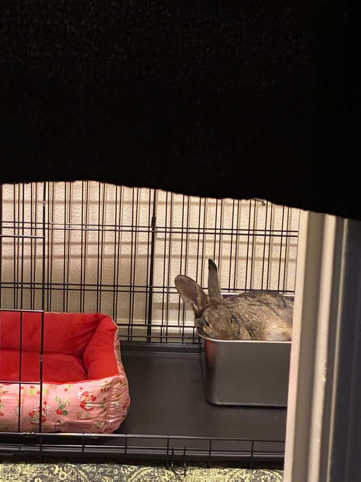 Large Stainless Steel Rabbit Litter Box,Bunny Litter Pan with Widened Grid,Toilet Tray,High Back Wall,Deep Waste Storage (Large) customer photo 1