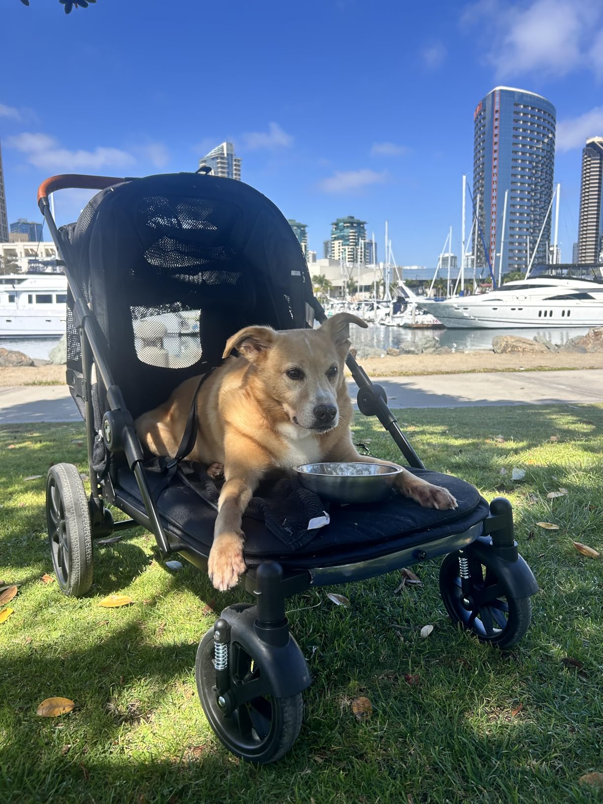 Dog Stroller for Large Dogs One-Click Folding 4 Wheel Foldable Dog Stroller for 2 Dogs with Storage Pocket Suitable for Pets Up to 80LBS (Black, Large) customer photo 1