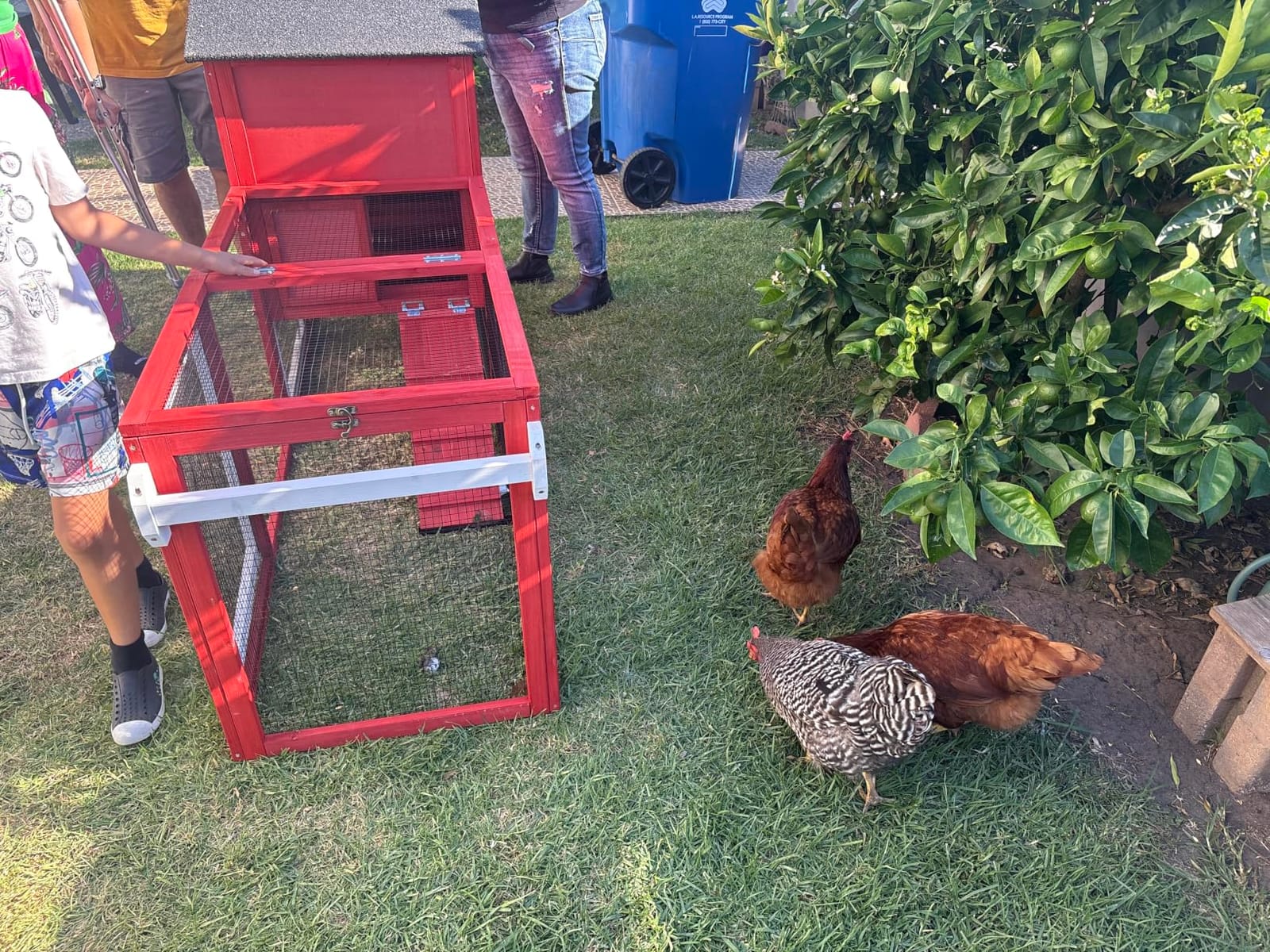 Mobile Chicken Coop with Wheels for 4-6 Chickens, Large Outdoor Hen House with Run, Weatherproof Asphalt Roof, Sectionable Nesting Box & Pull-Out Tray customer photo 1