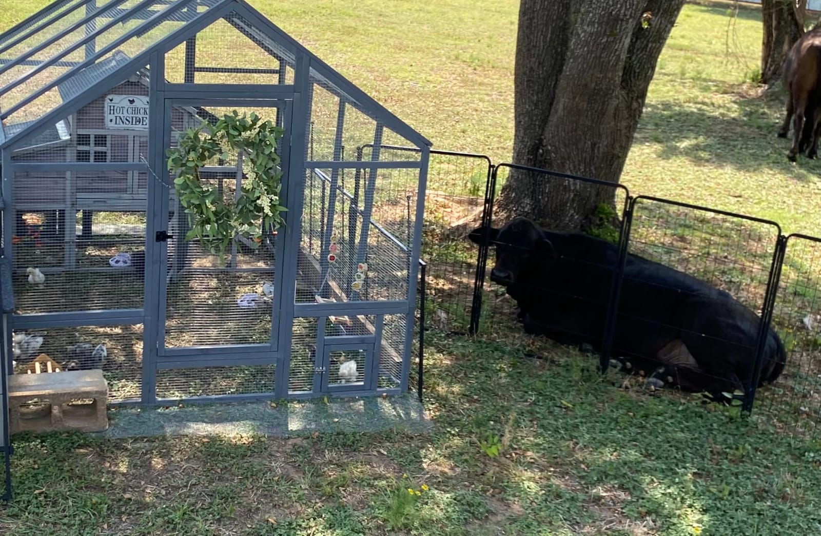 Large Wood Chicken Coop with Nesting Box, Wooden Chicken Coop with Run, Outdoor Walk-in Poultry Cage with Weatherproof Cover, Chicken House for Outside Farm Backyard customer photo 2