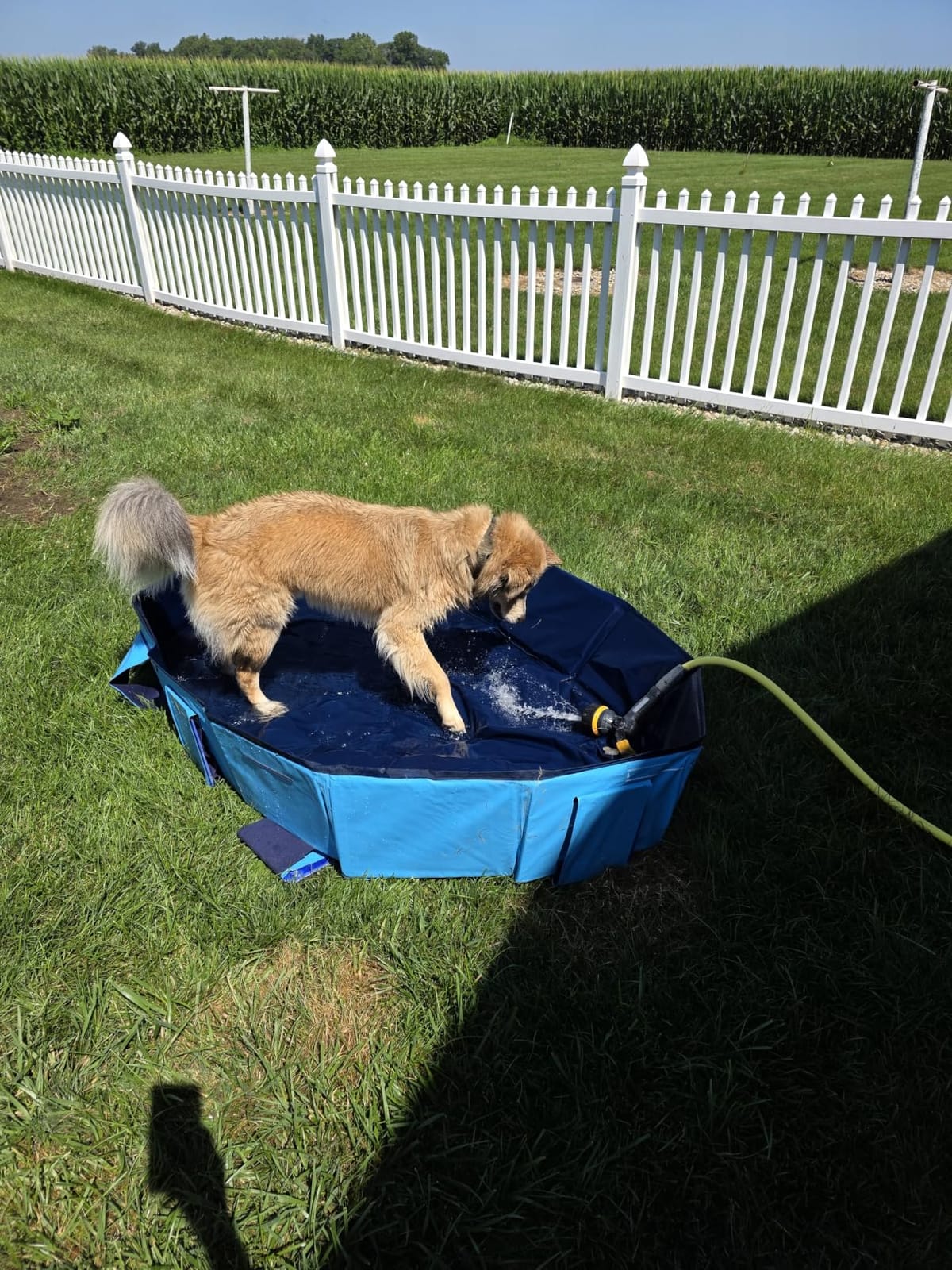Peteast Dog Pool for Large Dogs, Foldable Hard Plastic, 71 x 39 x 12 in | Extra Large Collapsible Pet Bath Tub with Non-Slip Base for Indoor, Outdoor and Backyard Use, Blue customer photo 1