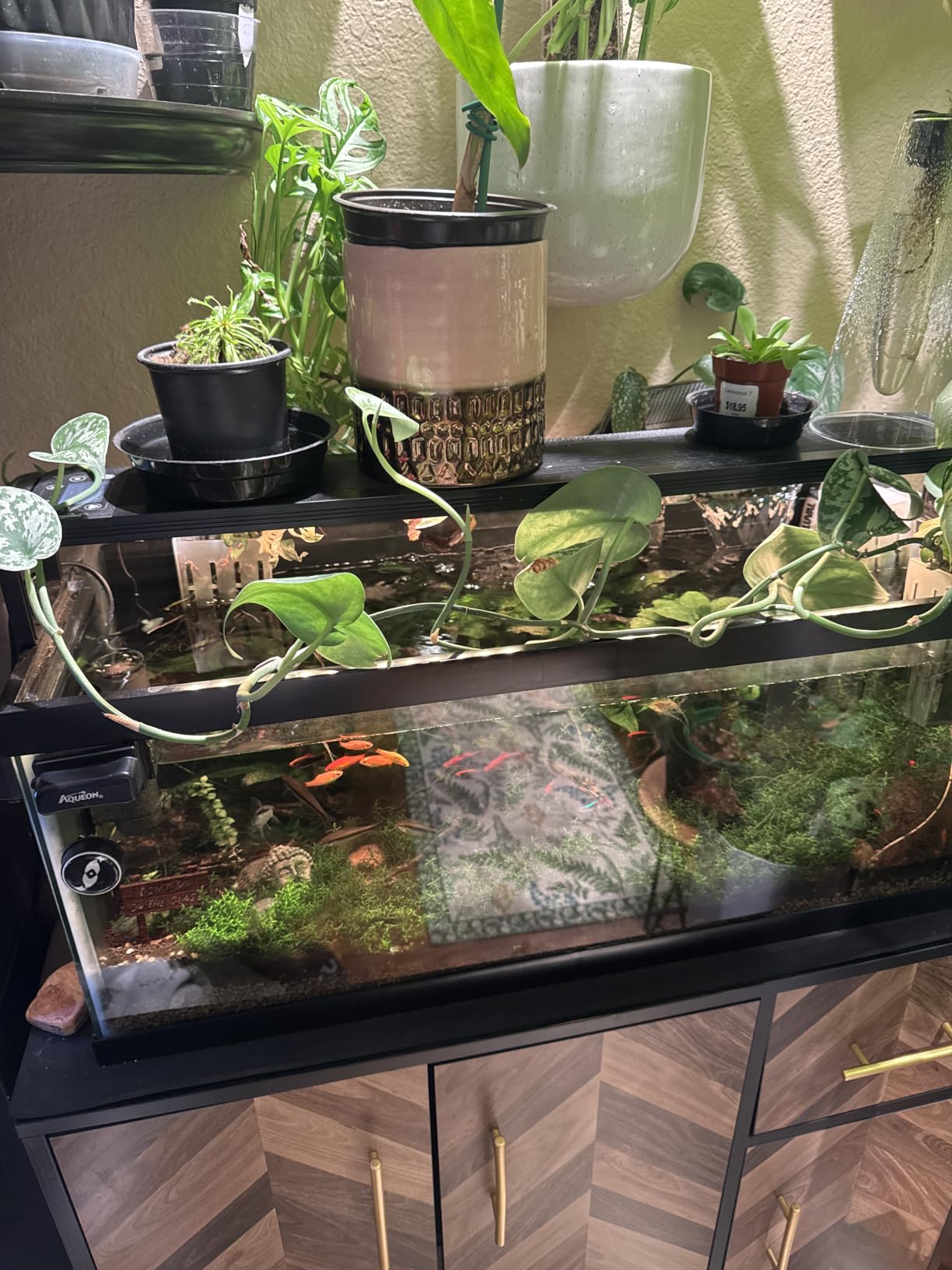 SEAOURA 24/7 Planted LED Aquarium Light for Fish Tank 30-36 in customer photo 2