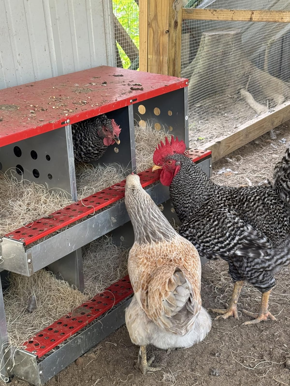 6-Compartment Roll Away Chicken Nesting Box for Hens, 32.6 Inch | Metal build, Egg collection tray, Perch, Protective lid, Wall mount, Freestanding setup, Ducks, Backyard coop, Barn supply customer photo 1